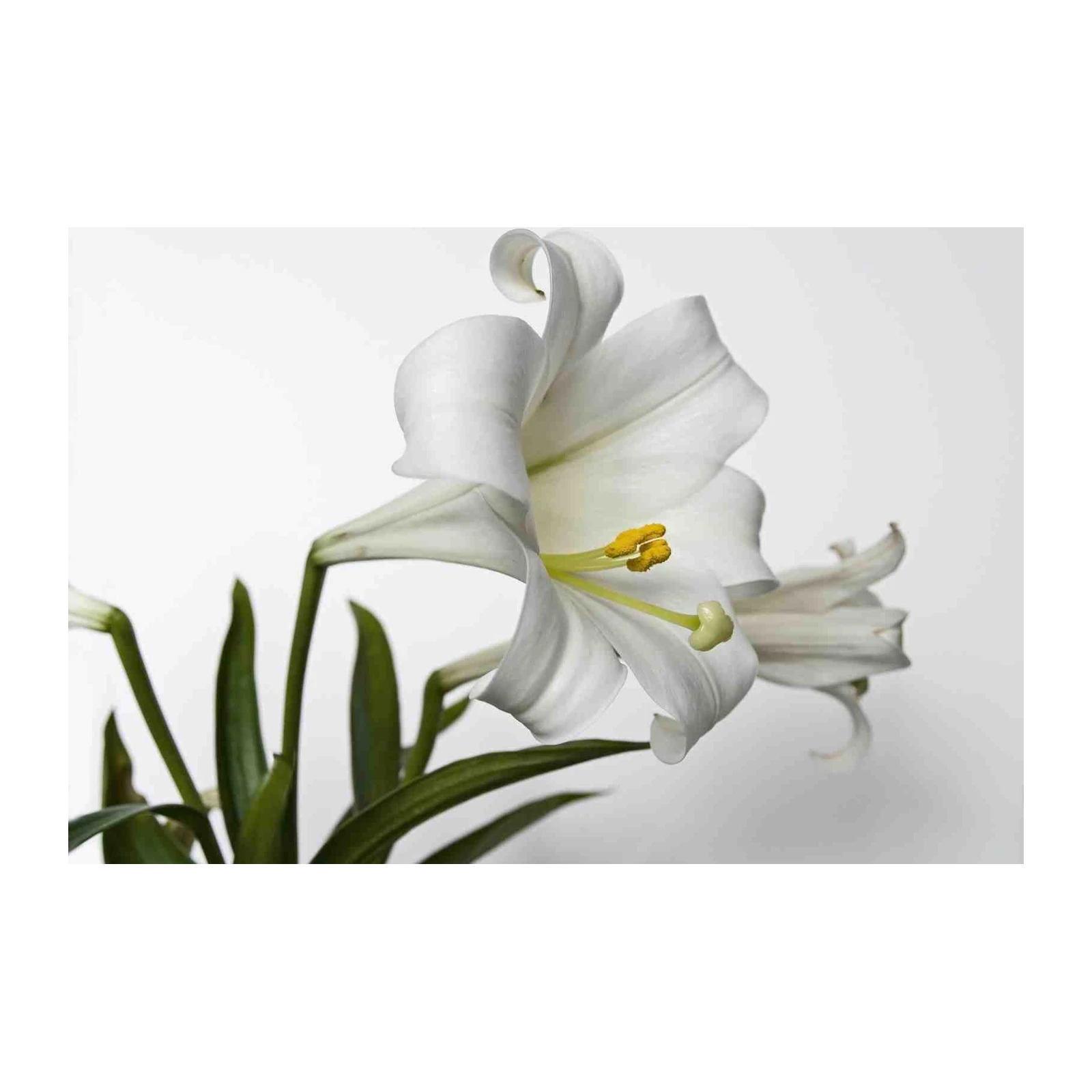 Elegant White Lily Close-Up Wall Art