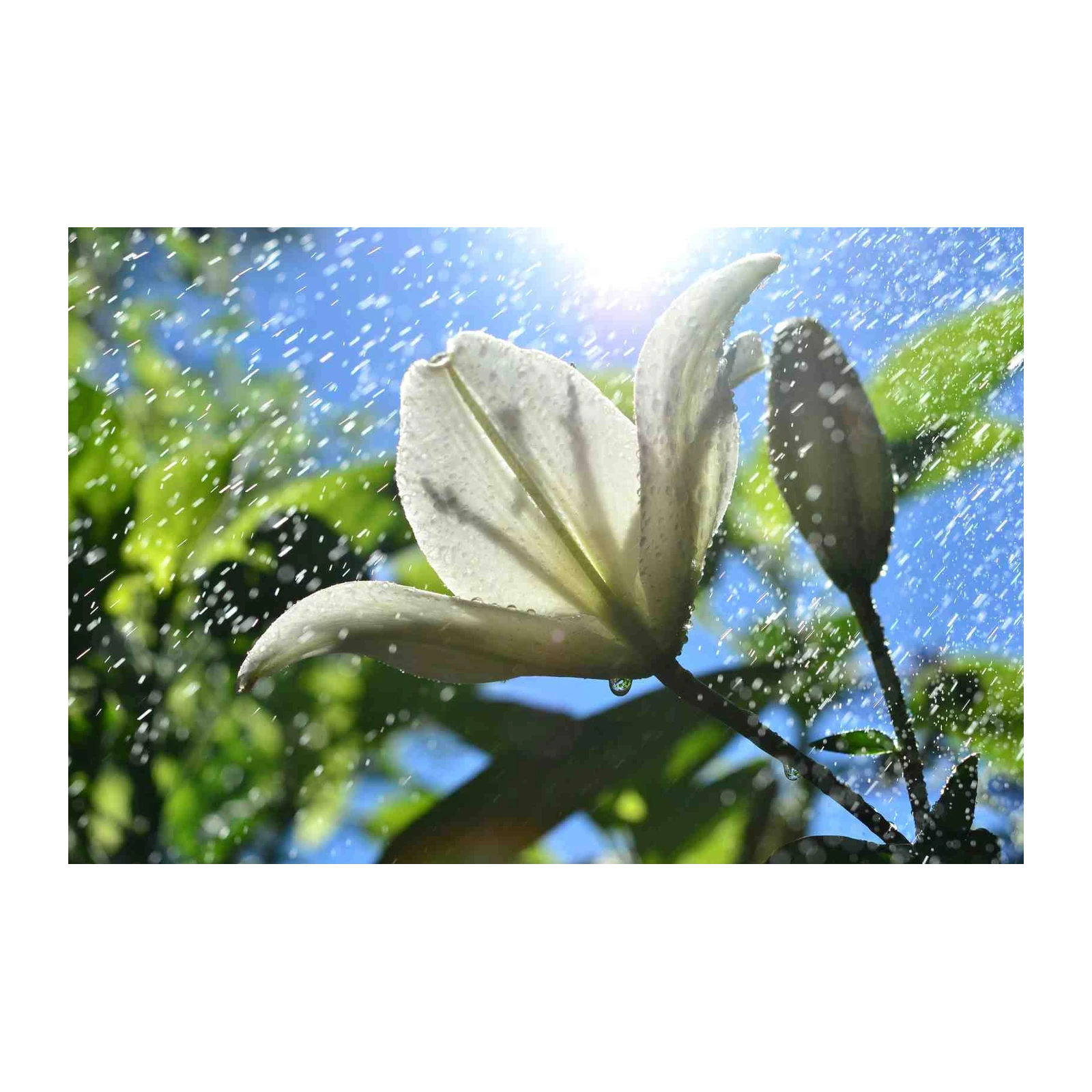 Serene Lily Raindrops Wall Art