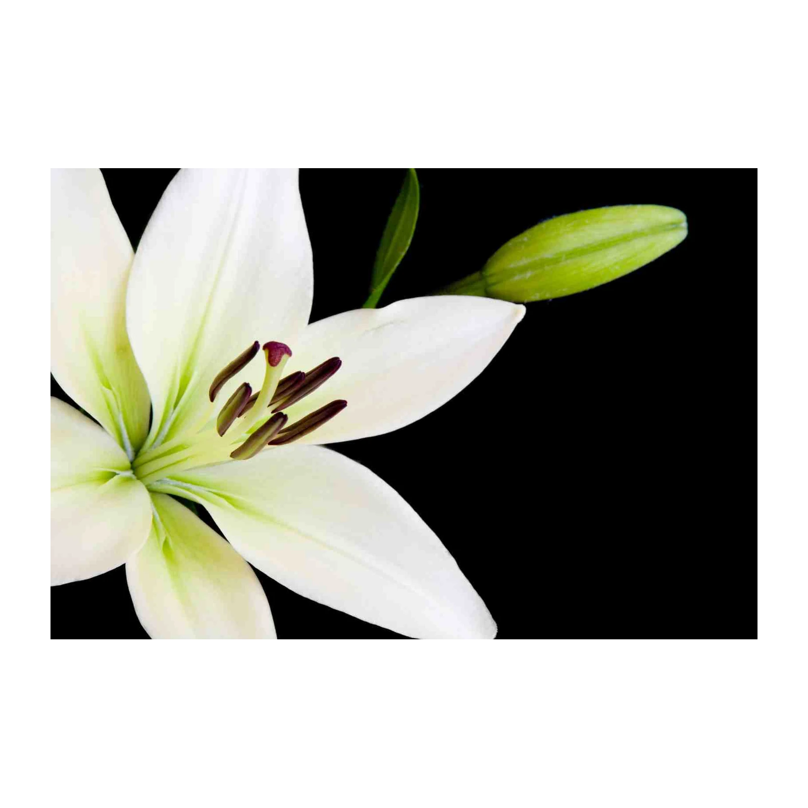 Elegant White Lily Floral Wall Art