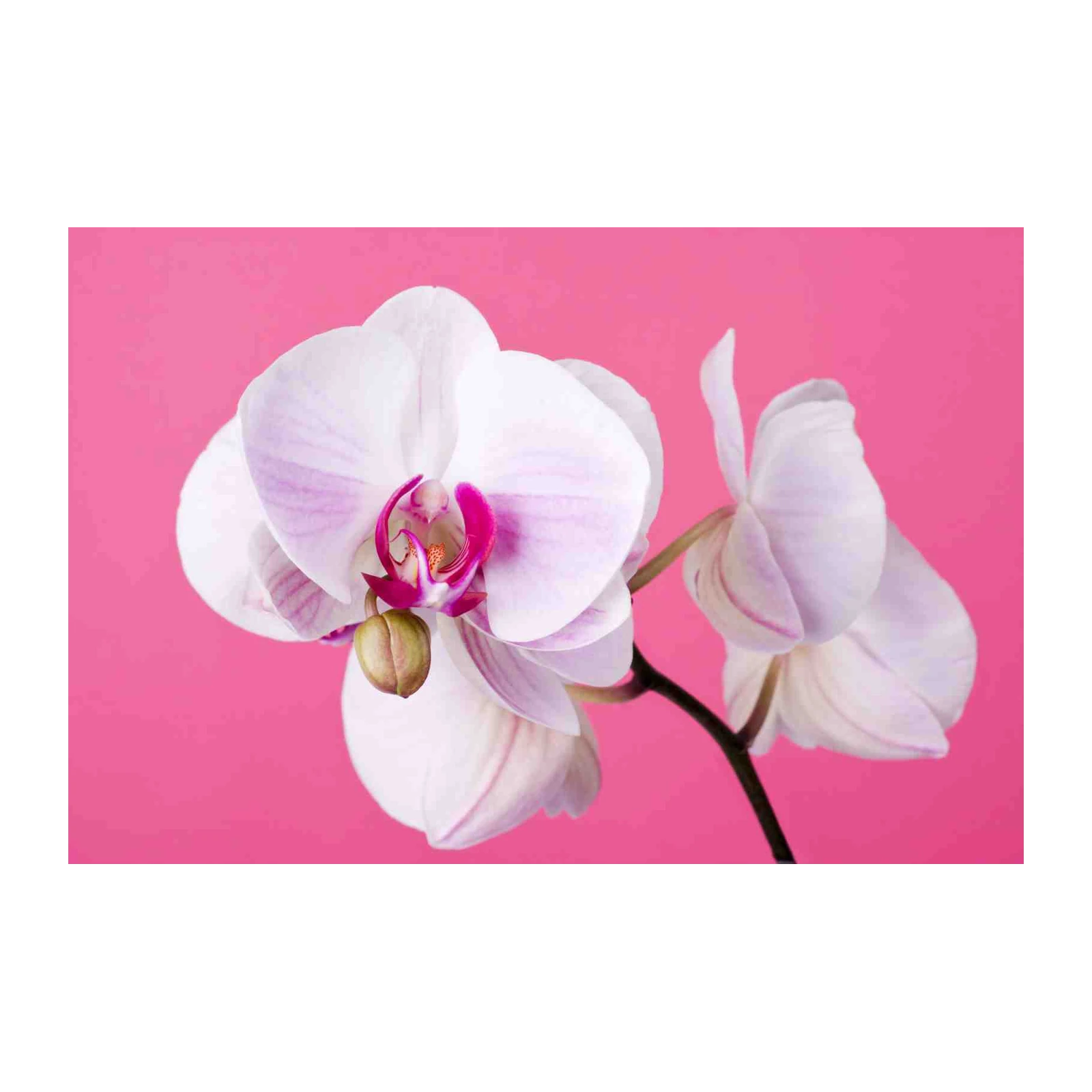 Elegant Orchid Blossom Wall Art