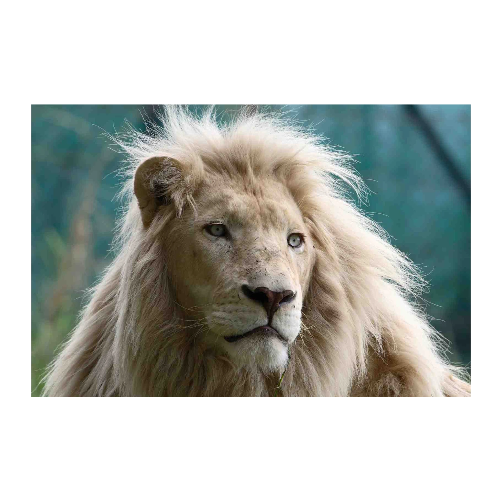 Majestic White Lion Portrait Wall Art
