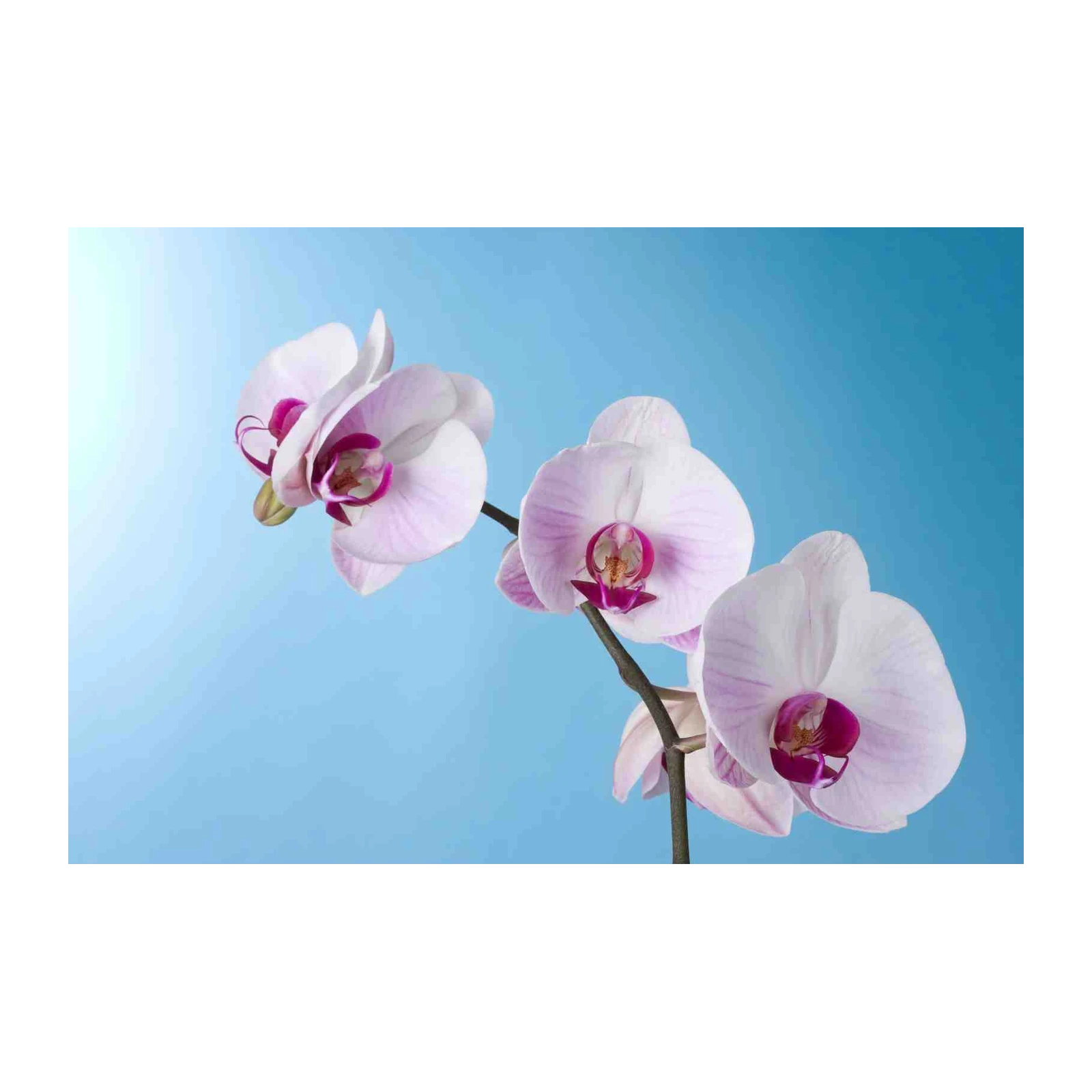Elegant Orchid Blooms Wall Art