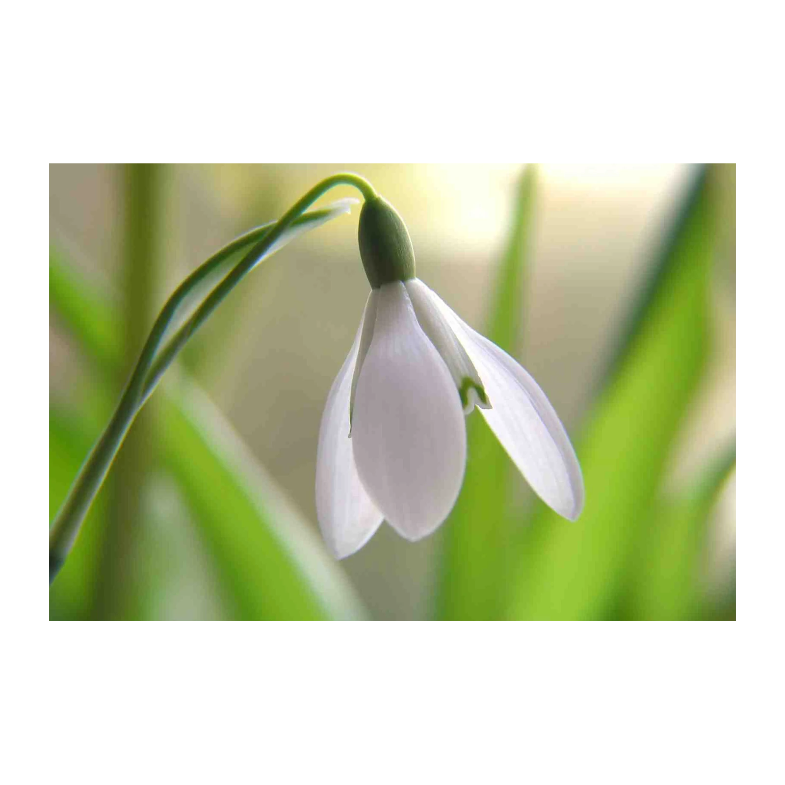 Elegant White Snowdrop Spring Bloom Wall Art