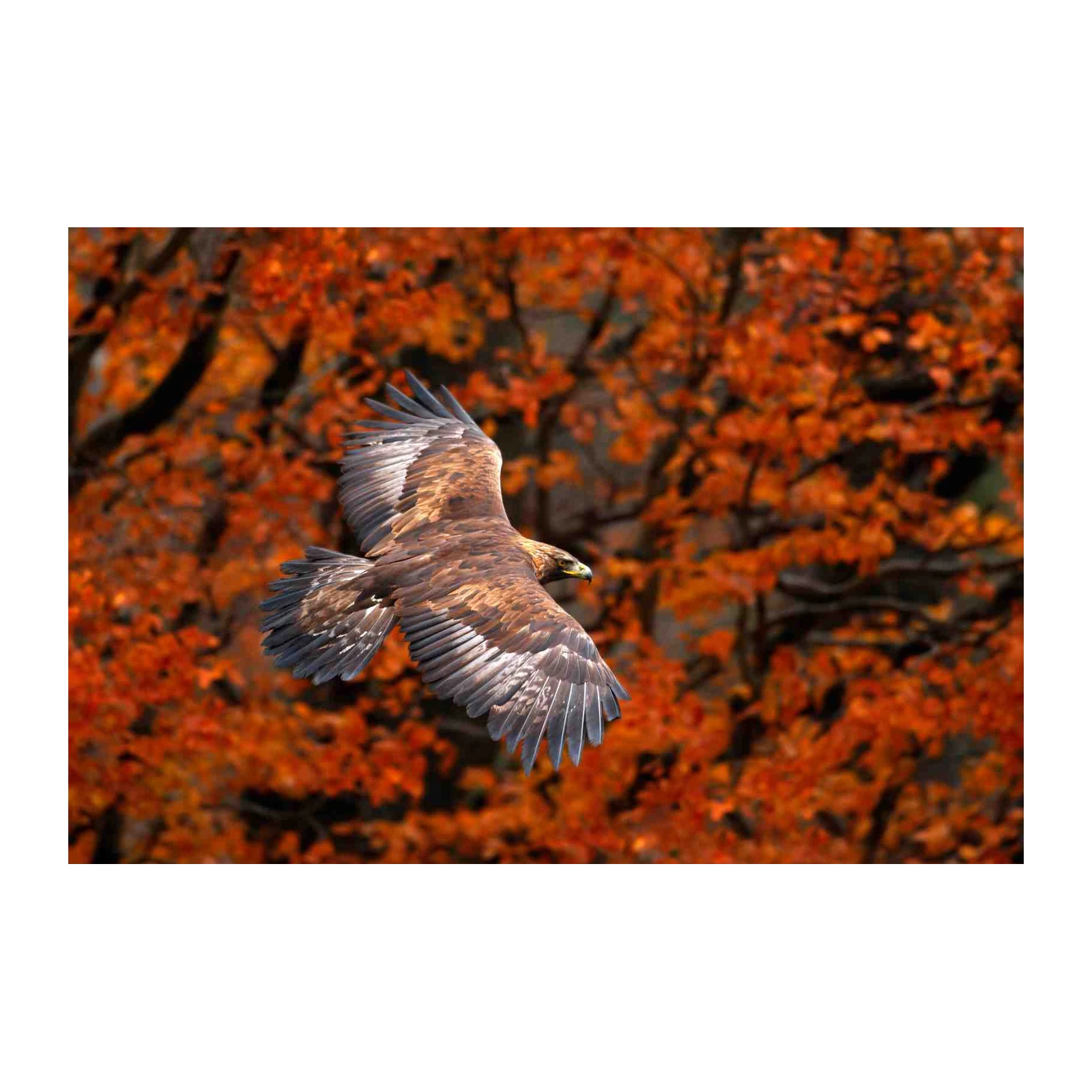 Majestic Eagle in Autumn Flight Wall Art