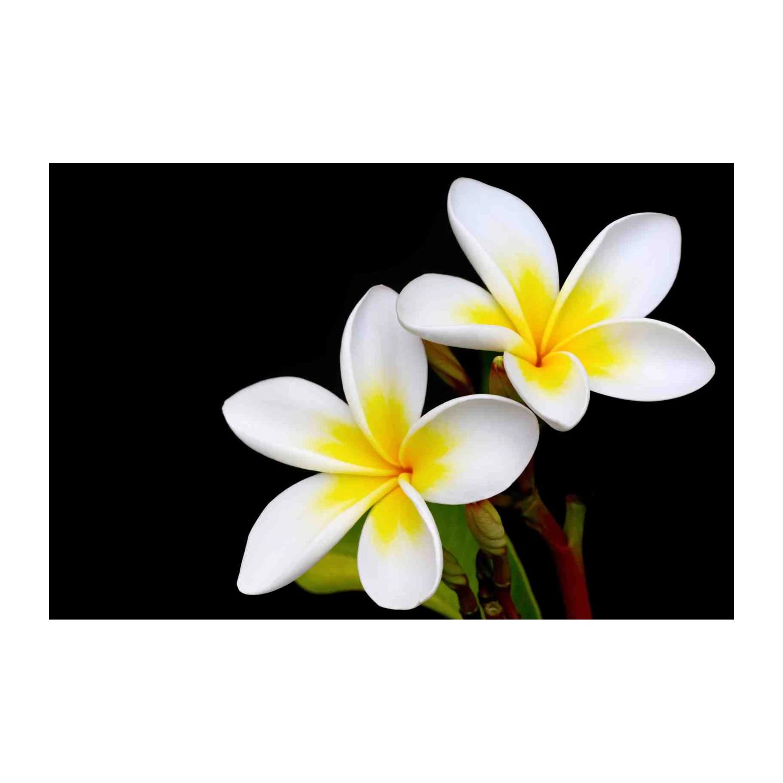 Serene Plumeria Bloom Wall Art