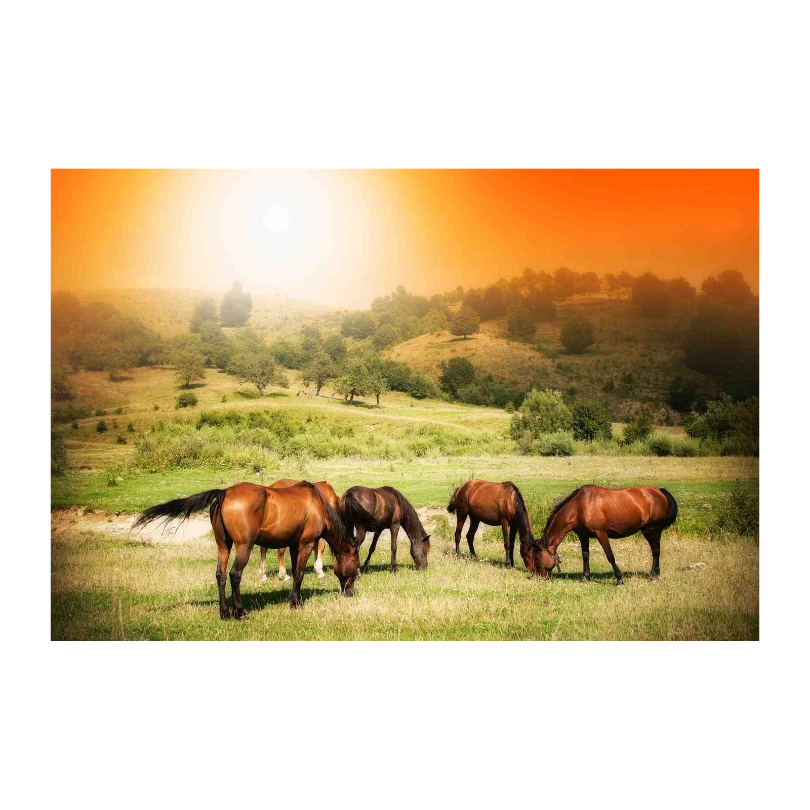Majestic Horses Grazing Sunset Wall Art