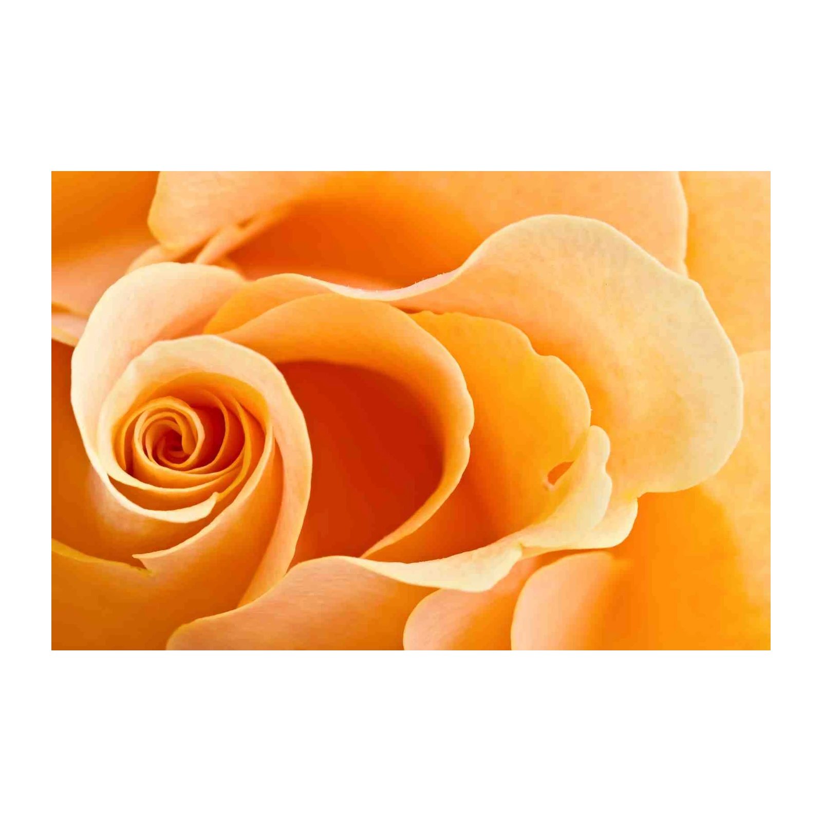 Vibrant Peach Rose Macro Wall Art