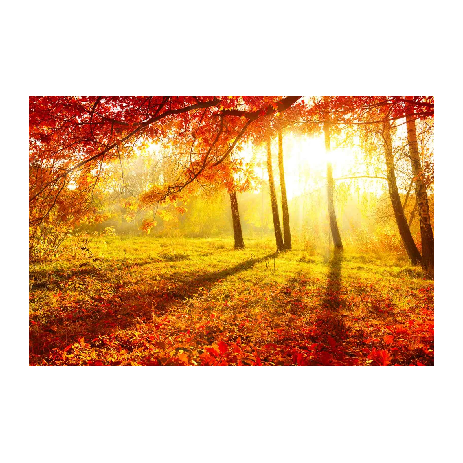Golden Autumn Forest Sun Rays Wall Art