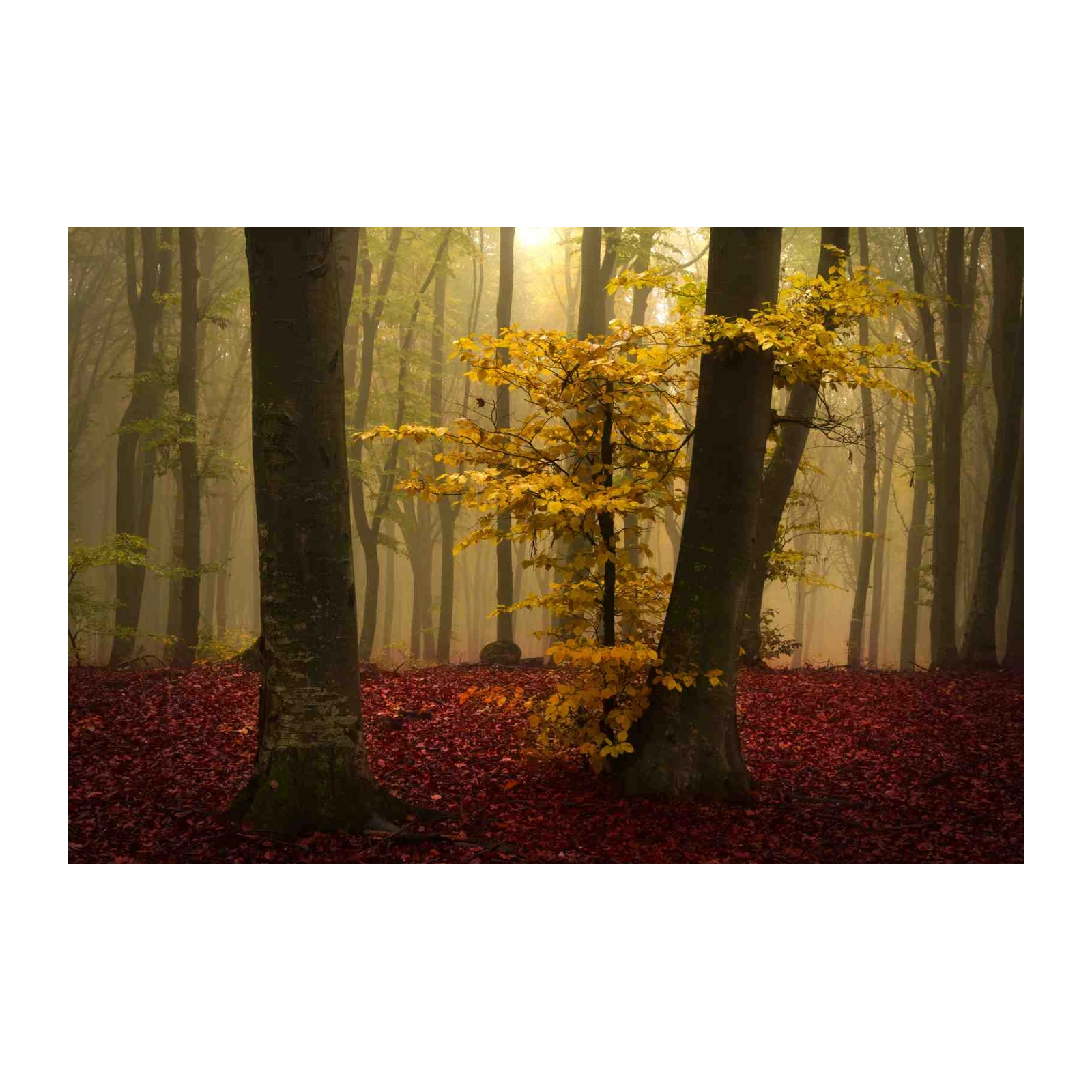 Misty Autumn Forest Gold Leaves Wall Art