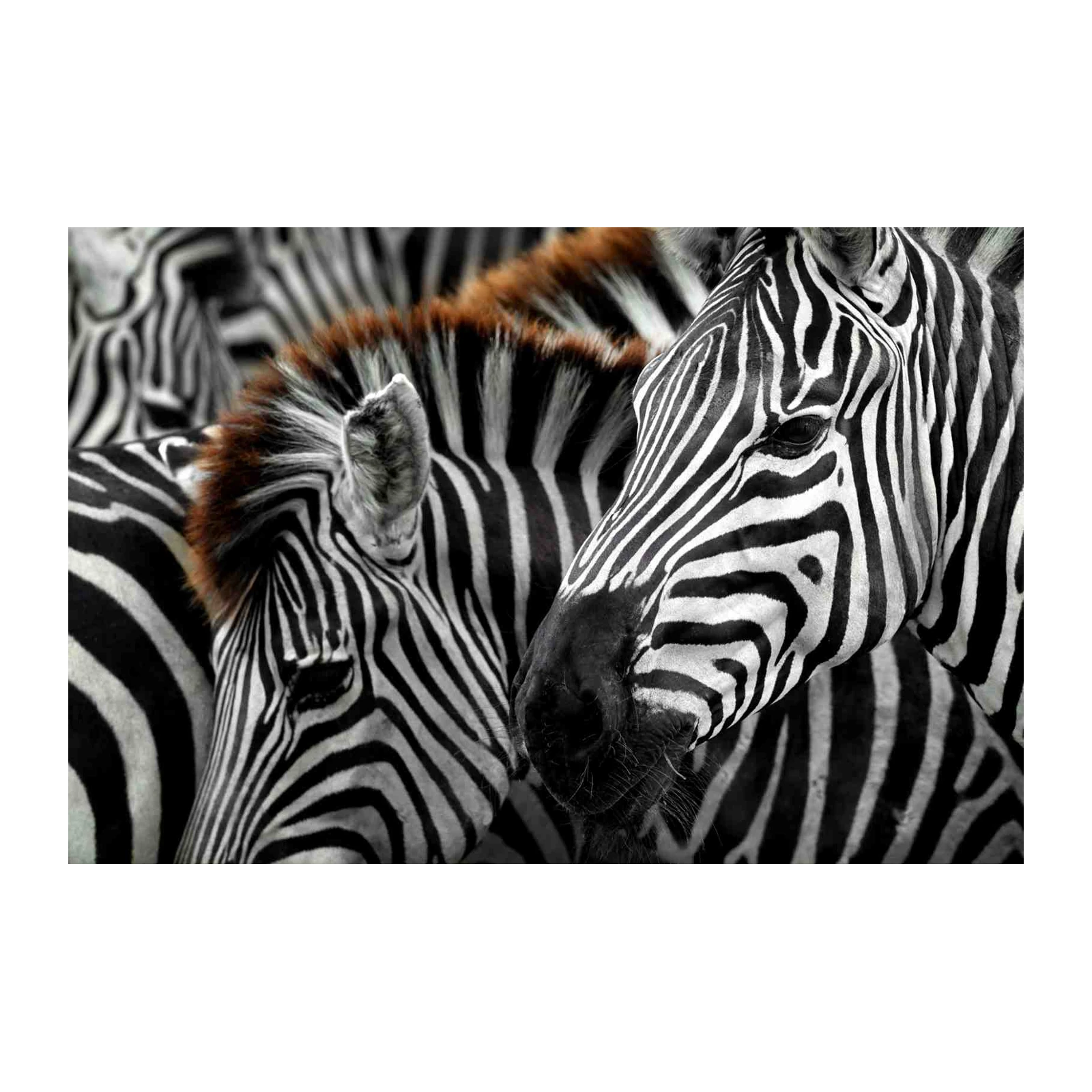 Stunning Zebra Close-Up Wall Art