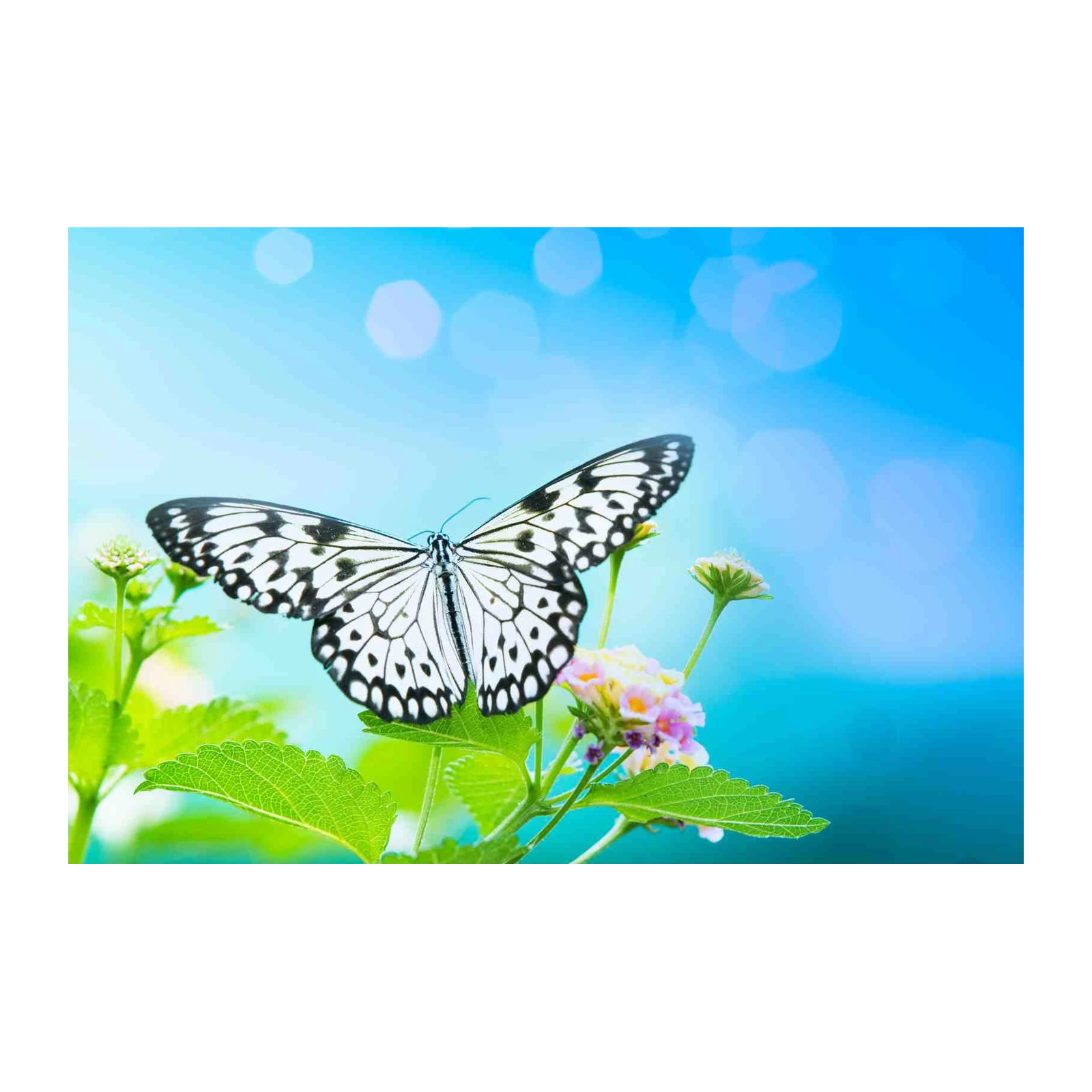 Serene Butterfly & Floral Bokeh Wall Art