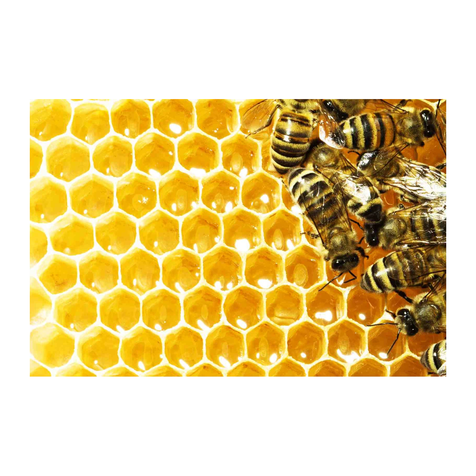 Busy Bee Honeycomb Wall Art - Nature Art