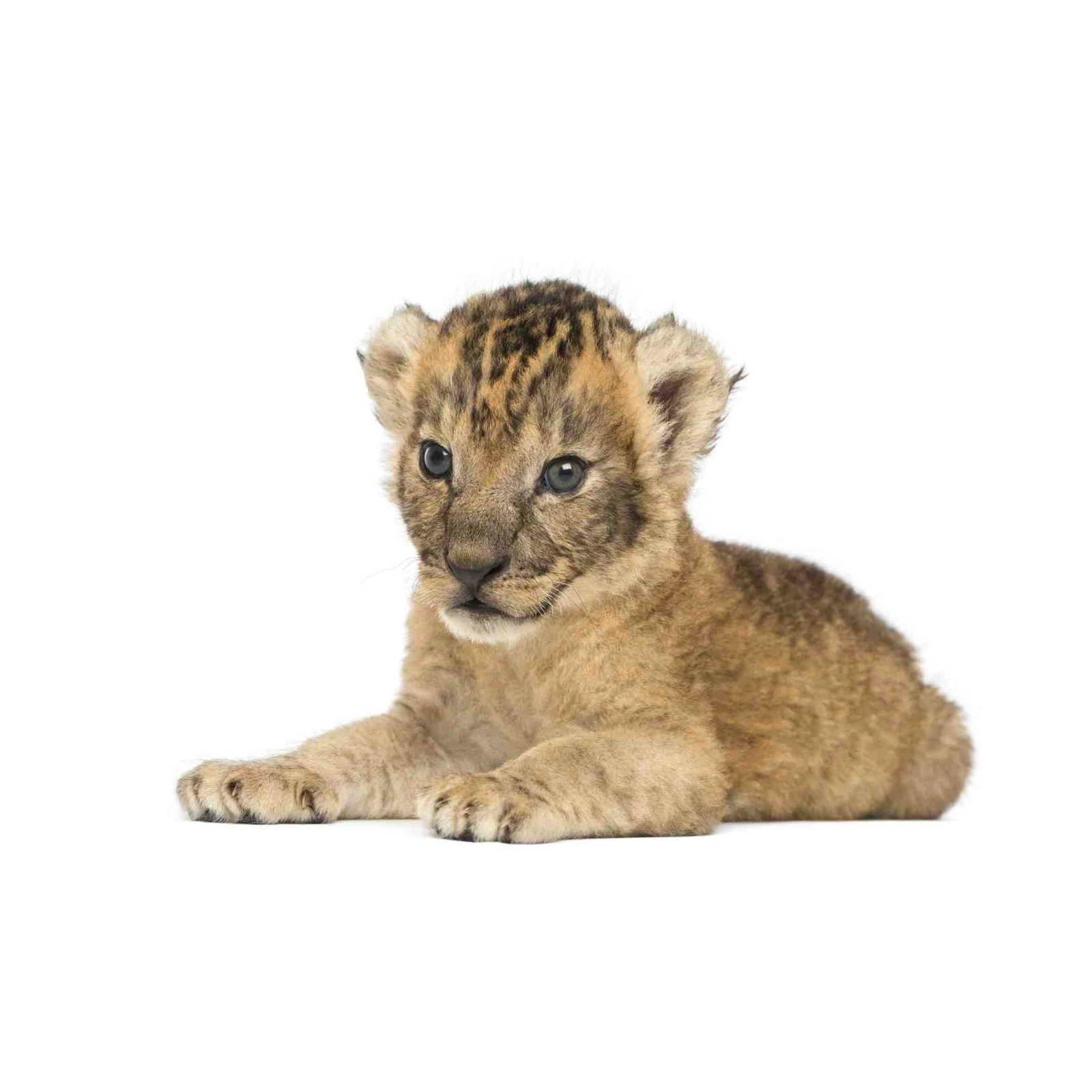 Adorable Lion Cub Wildlife Wall Art