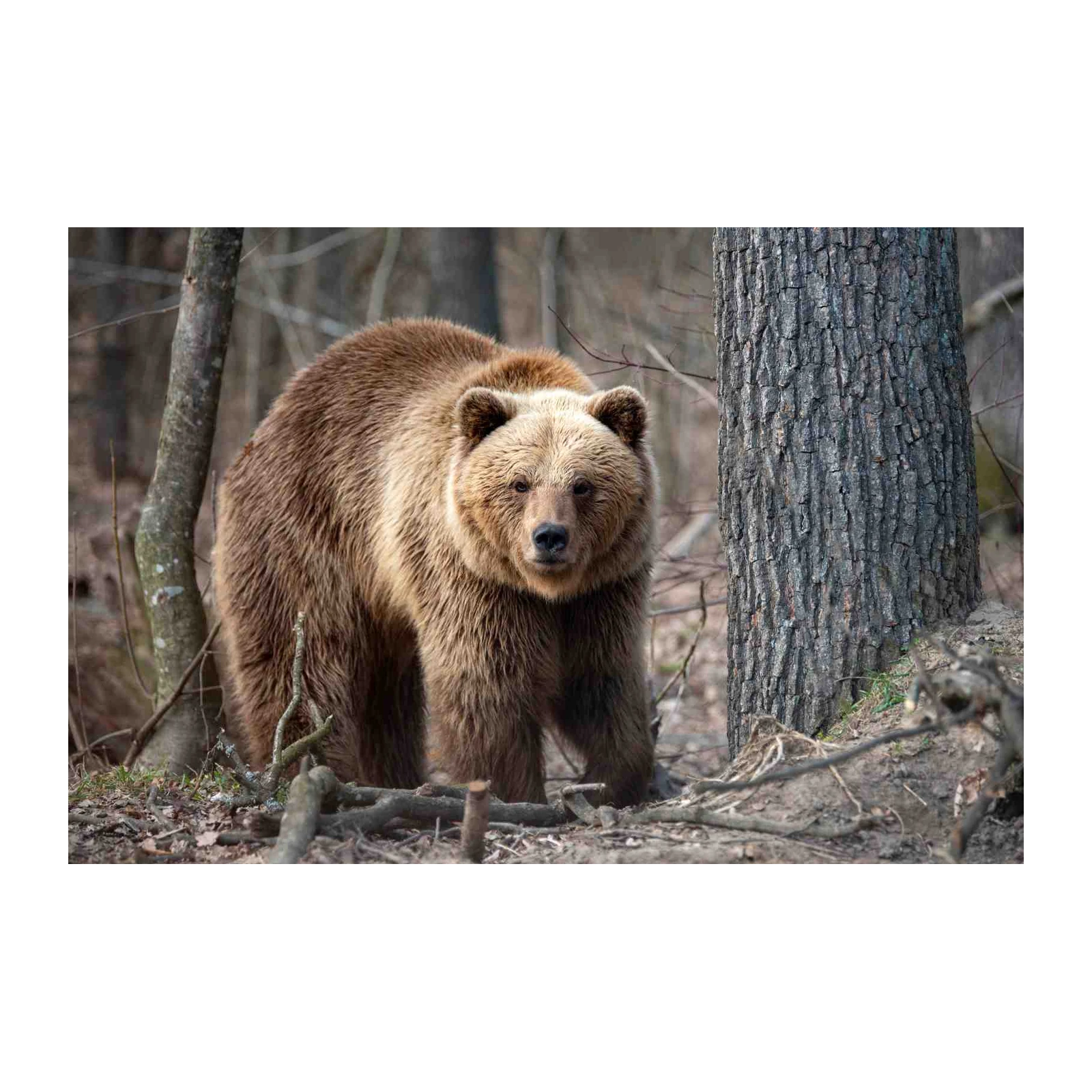 Majestic Brown Bear Forest Scene Wall Art
