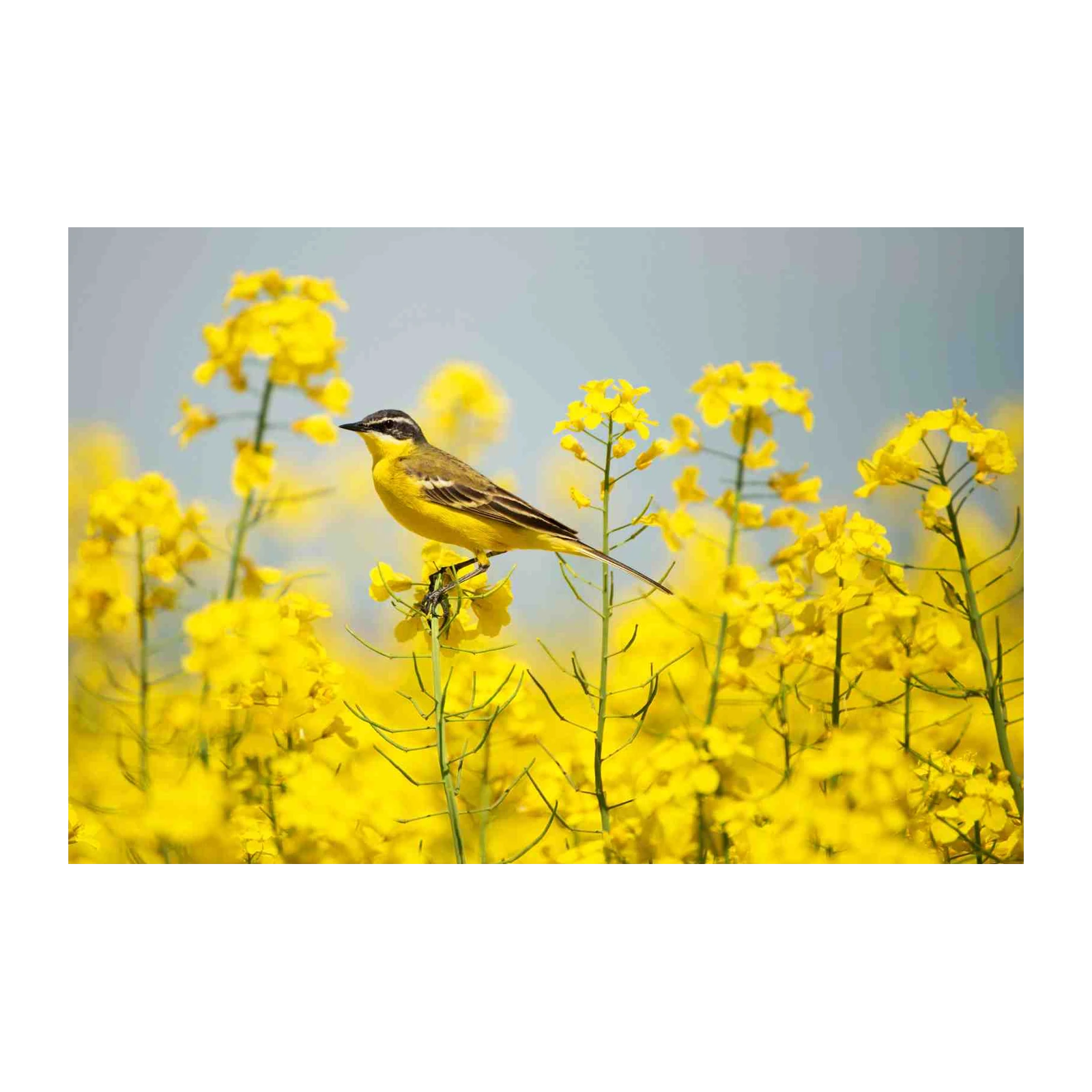Yellow Wagtail in Blooming Field Wall Art