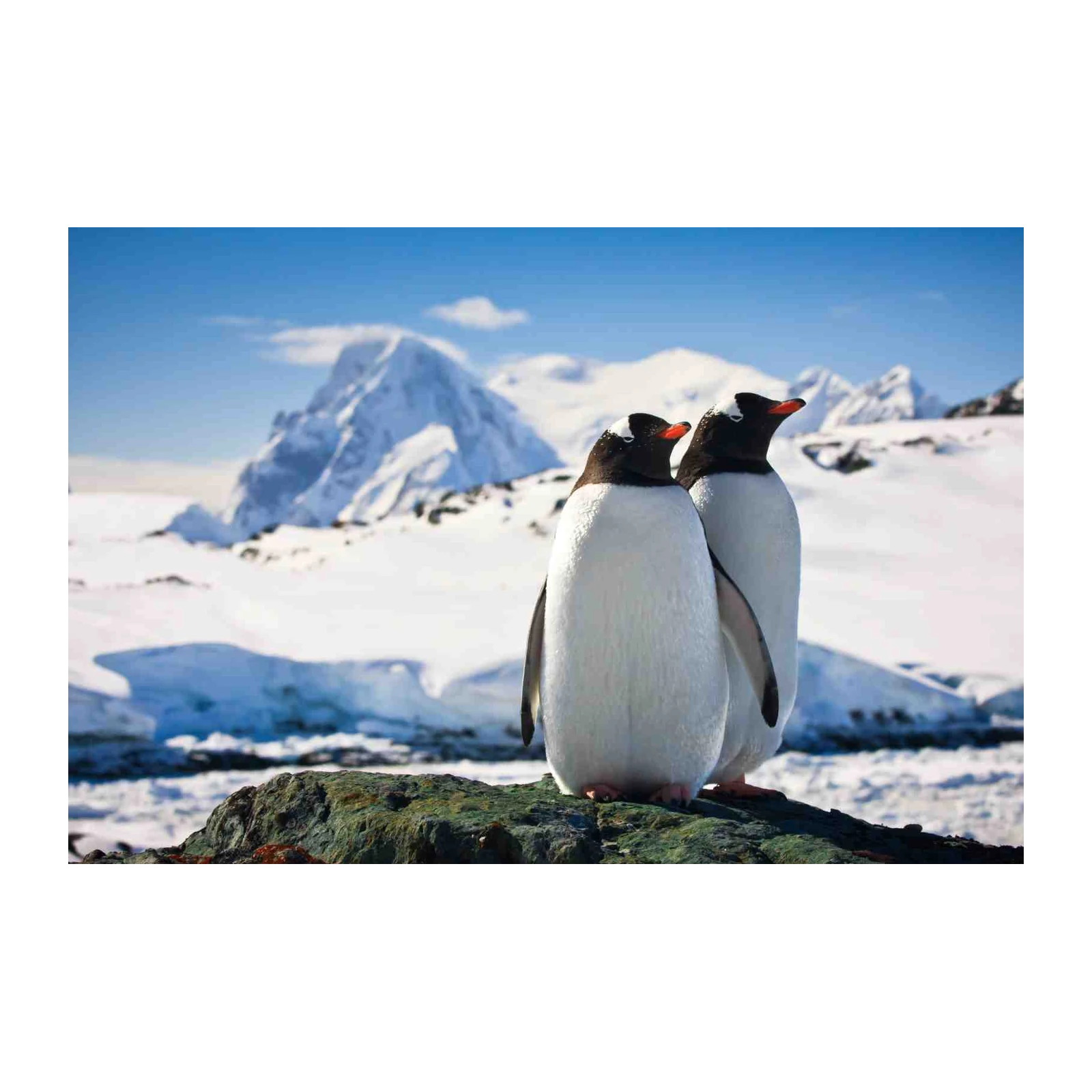 Charming Penguin Duo Antarctica Wall Art