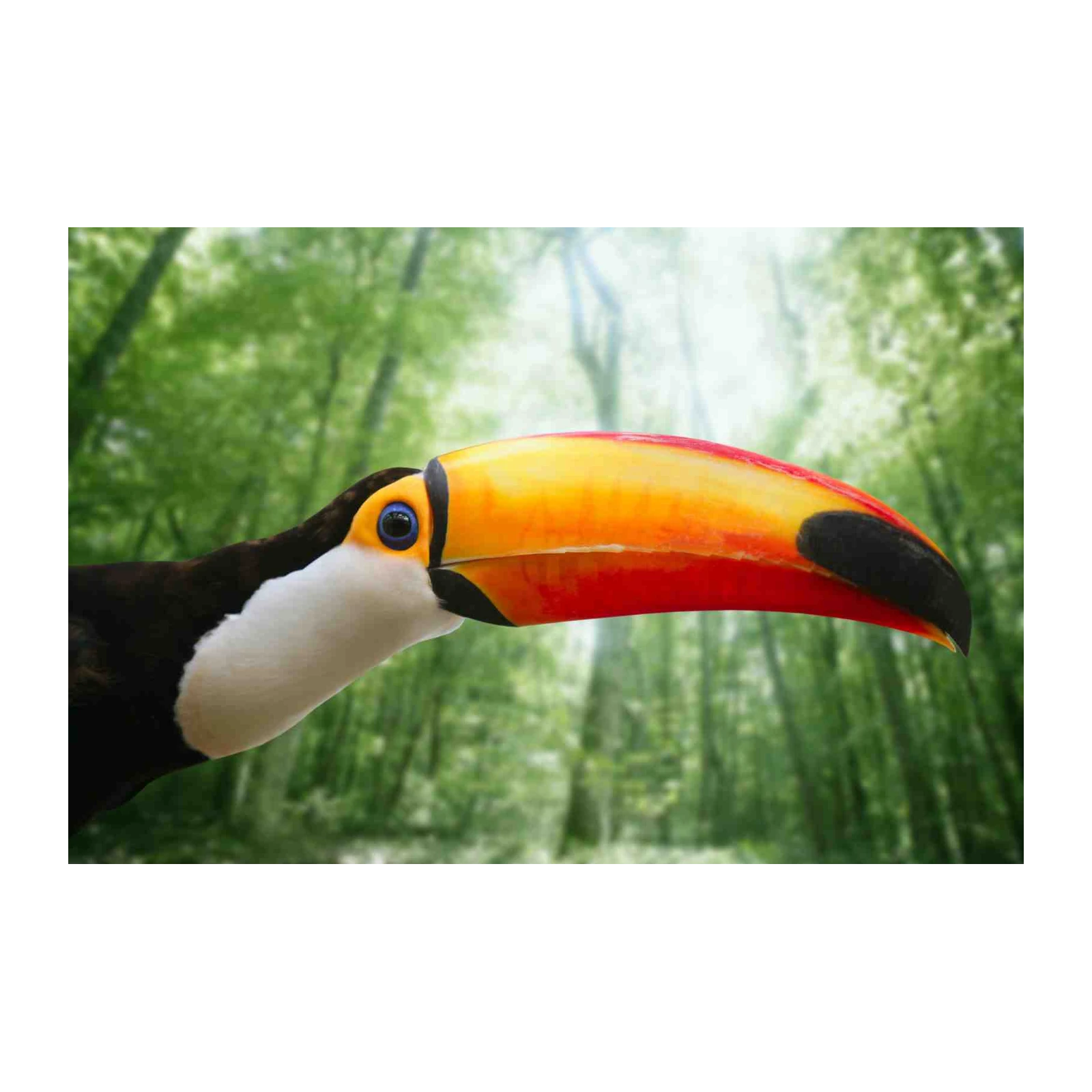 Vibrant Toucan Jungle Wall Art Wall Art