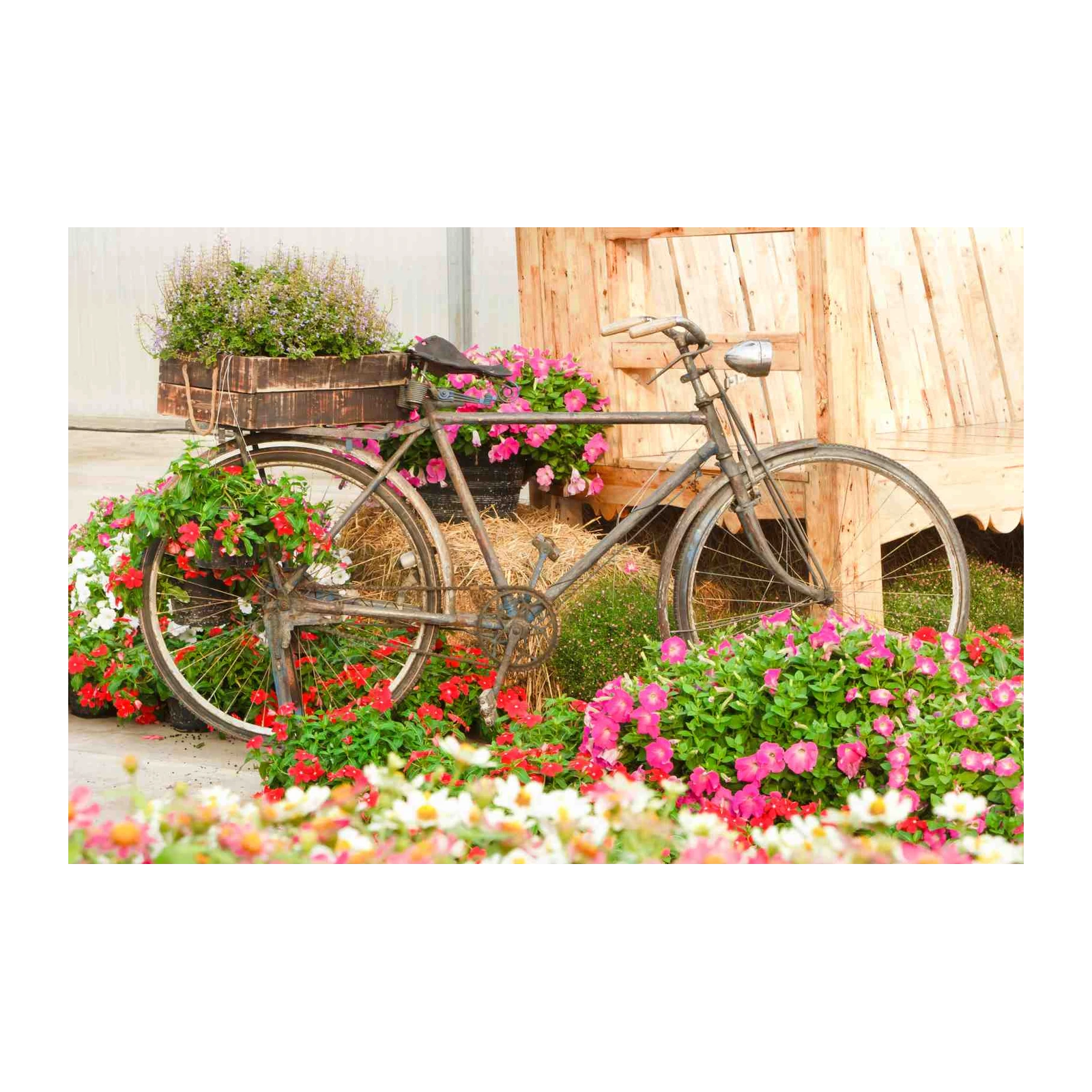 Vintage Bicycle Floral Bloom Wall Art