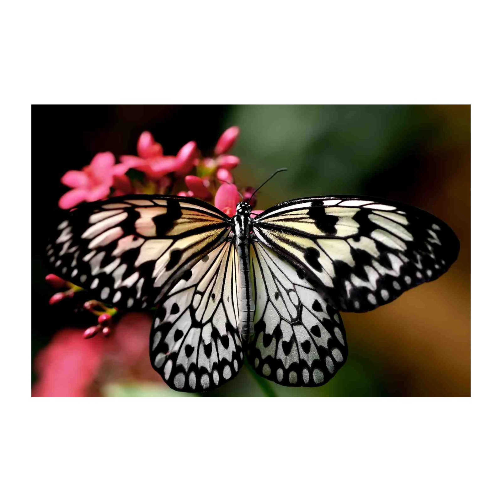 Elegant Butterfly Nature Art Wall Art