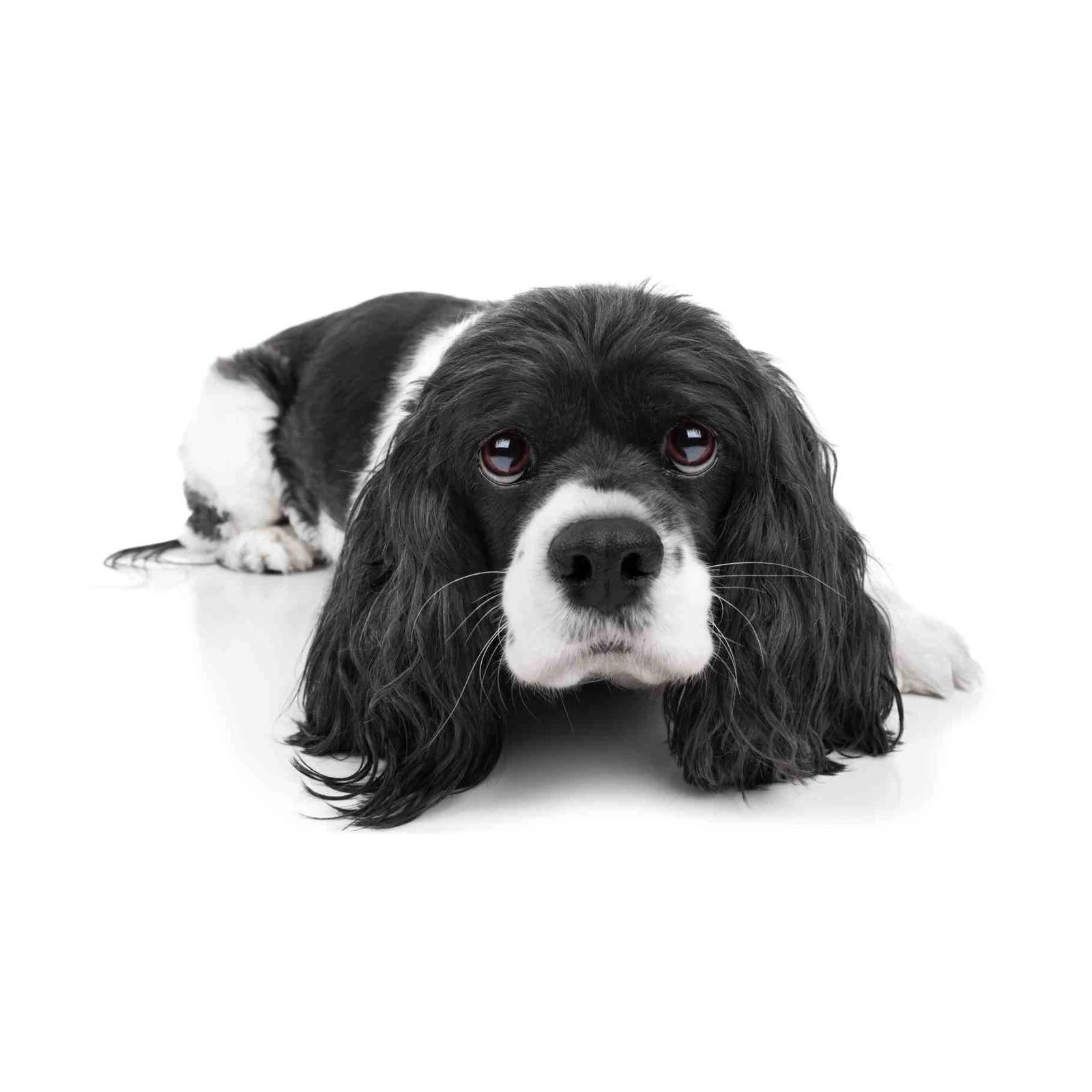 Adorable Cocker Spaniel Dog Portrait Wall Art