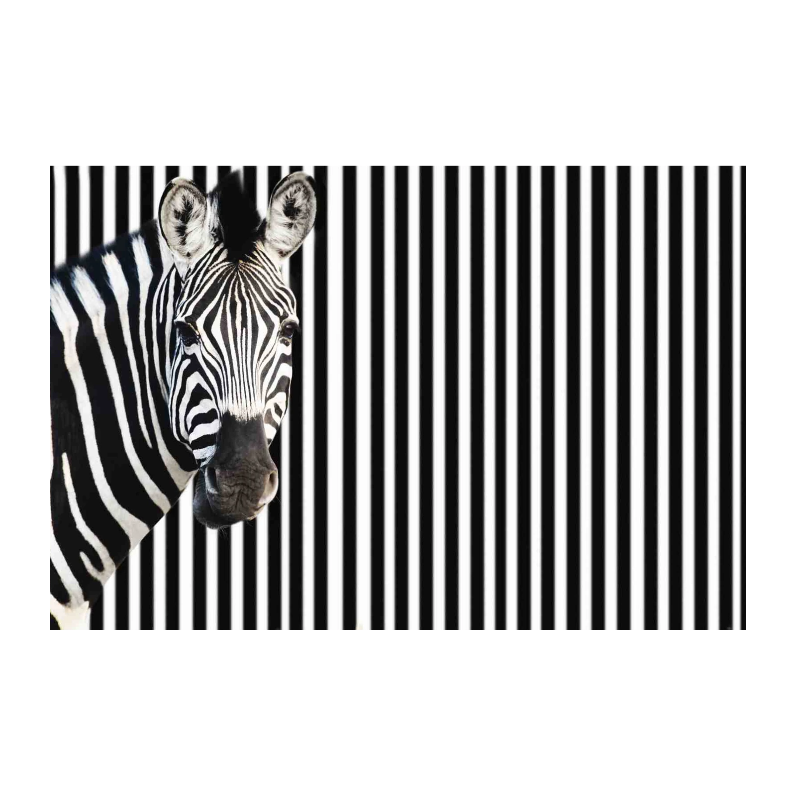 Striking Zebra Portrait Black White Stripe Wall Art