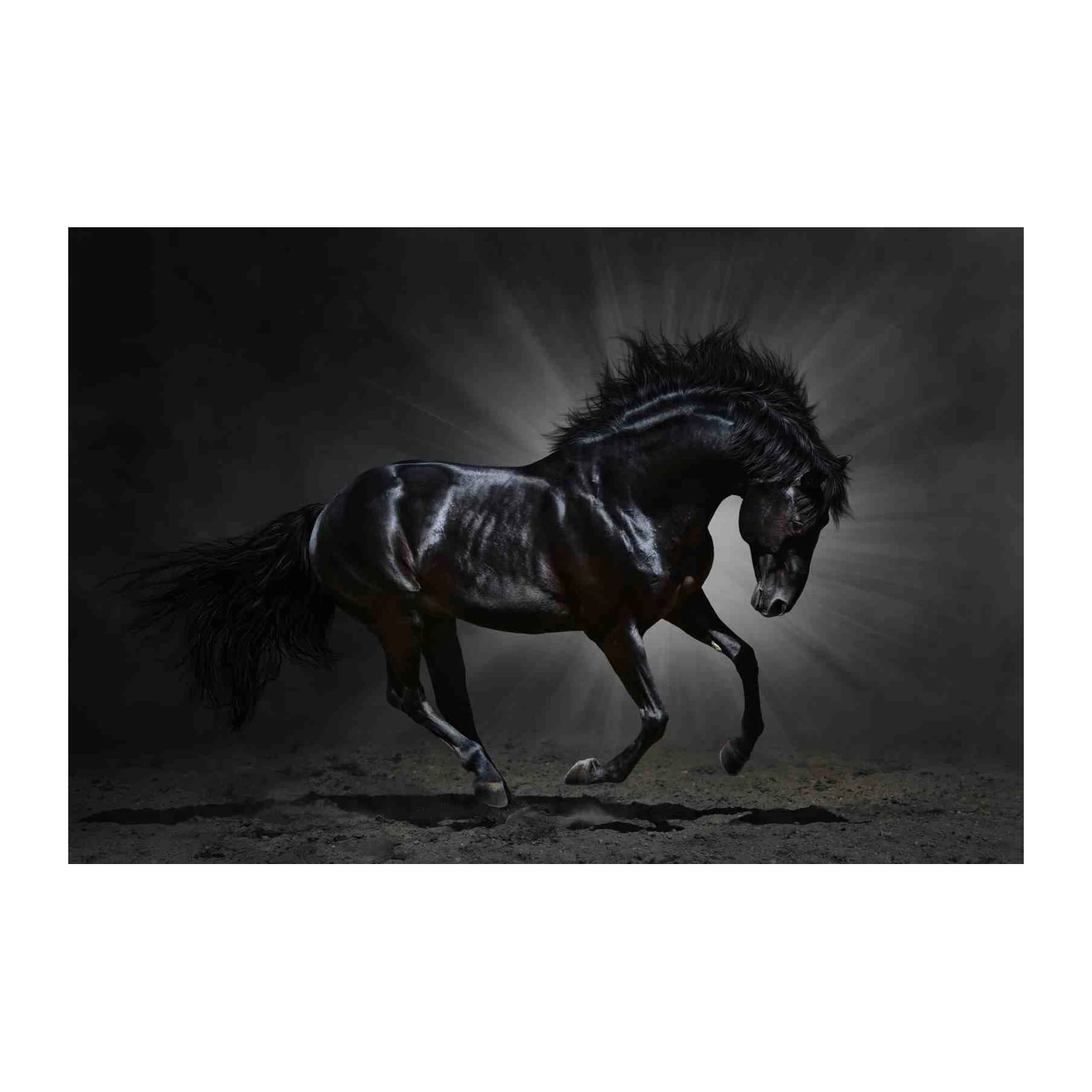 Majestic Black Horse Running Art Wall Art