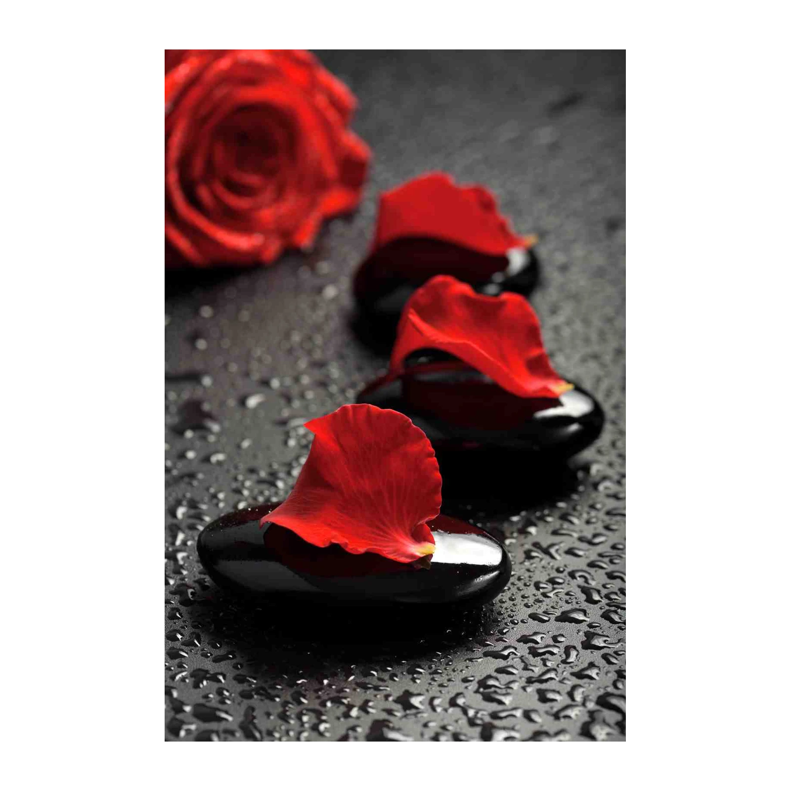 Elegant Red Rose & Petals Wall Art