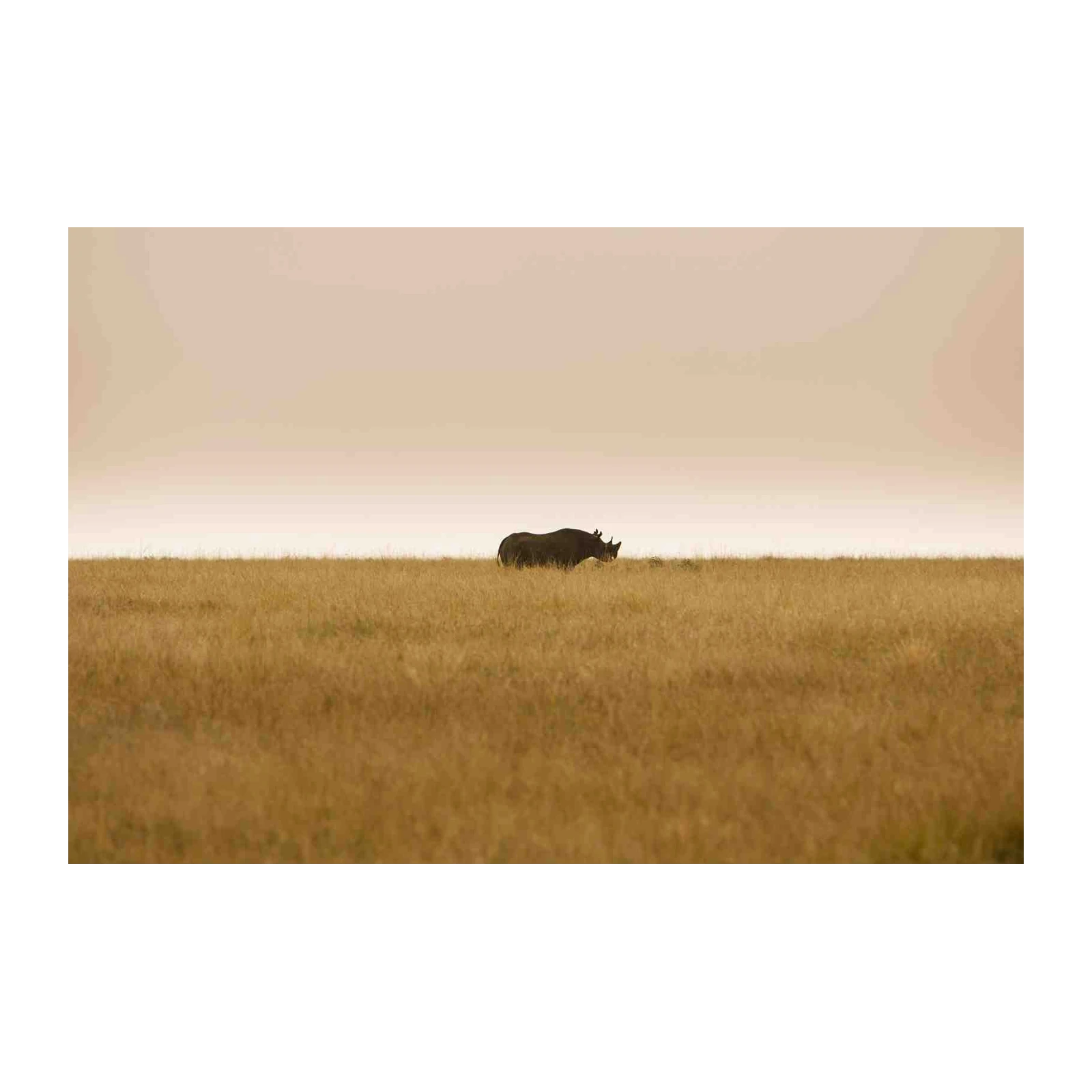 Majestic Rhino Safari Landscape Wall Art