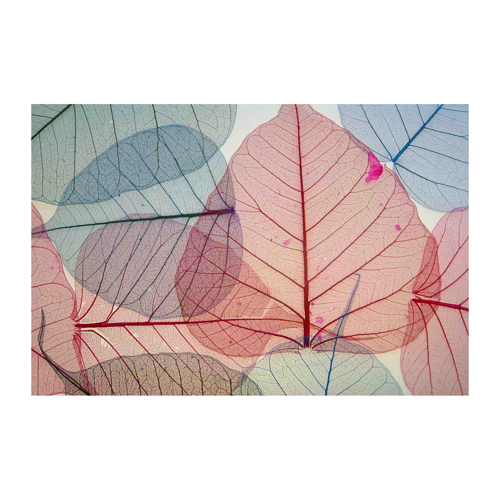 Botanical Skeleton Leaves Art Wall Art