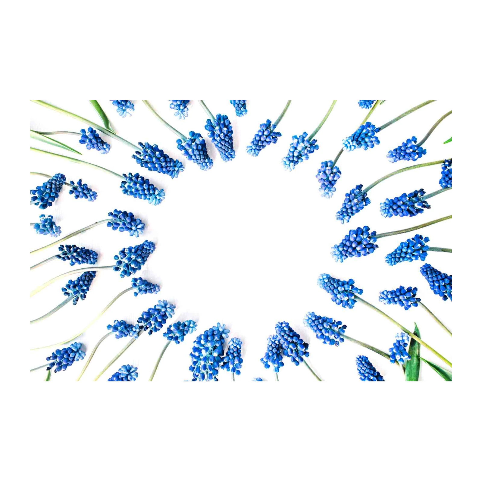 Vibrant Blue Muscari Blooms Nature Wall Art