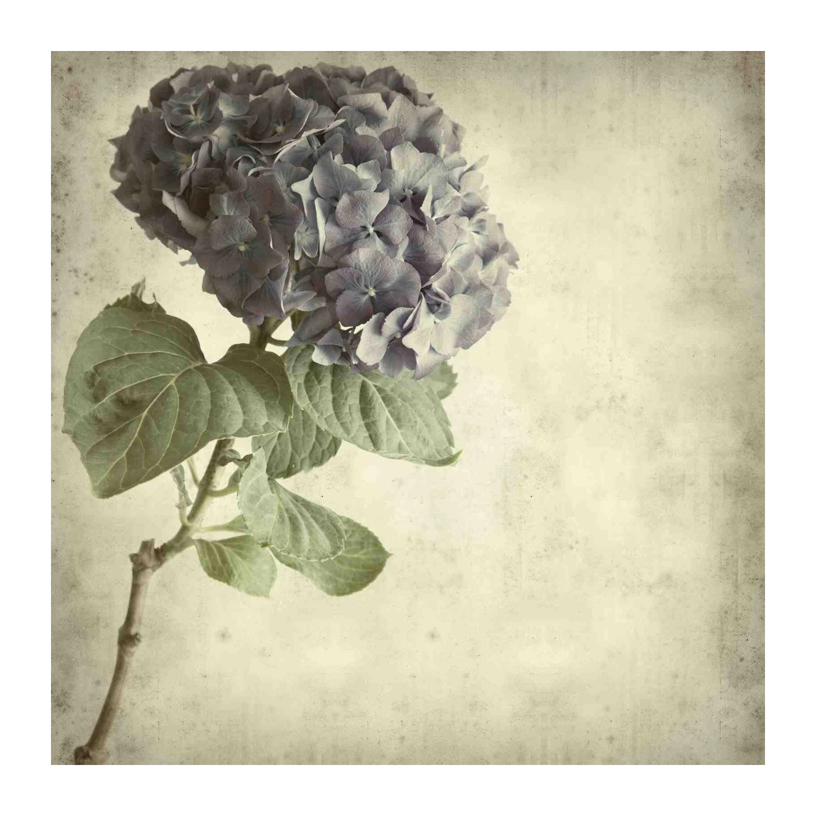 Vintage Blue Hydrangea Floral Wall Art