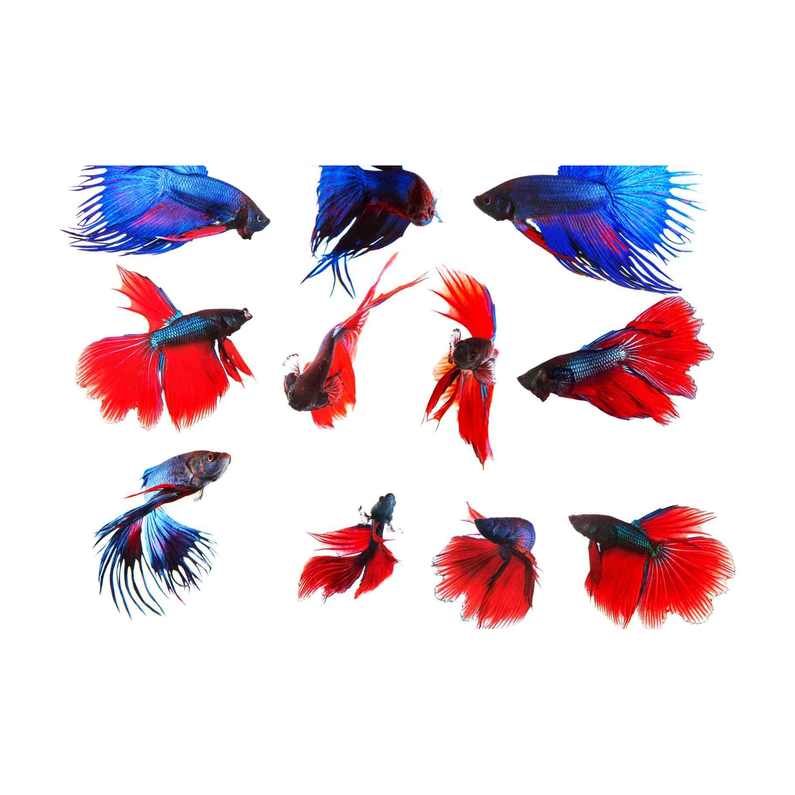 Vibrant Betta Fish Collage Wall Art