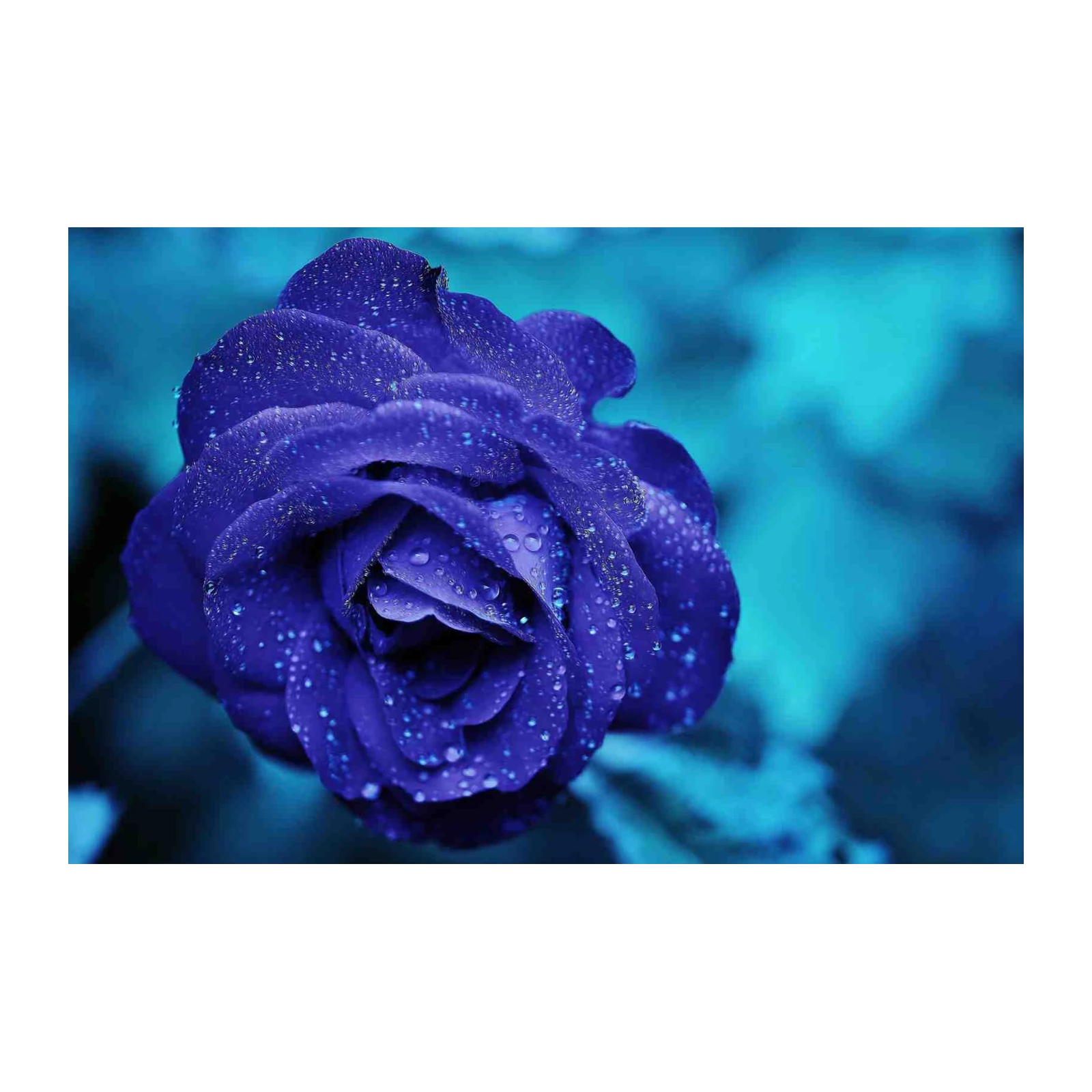 Velvet Blue Rose Dewdrops Wall Art