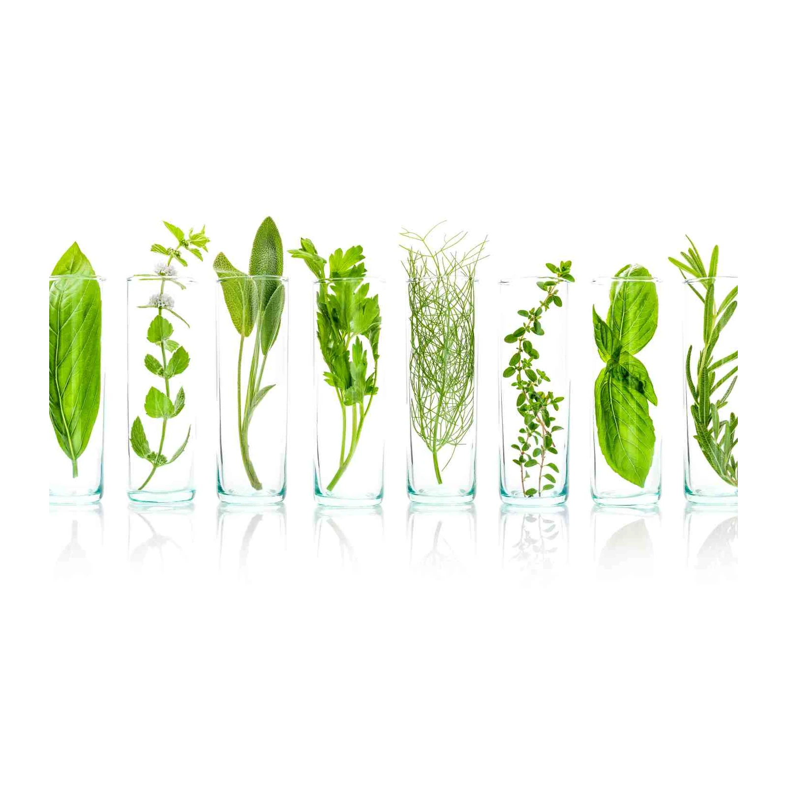 Fresh Herb Collection Botanical Wall Art