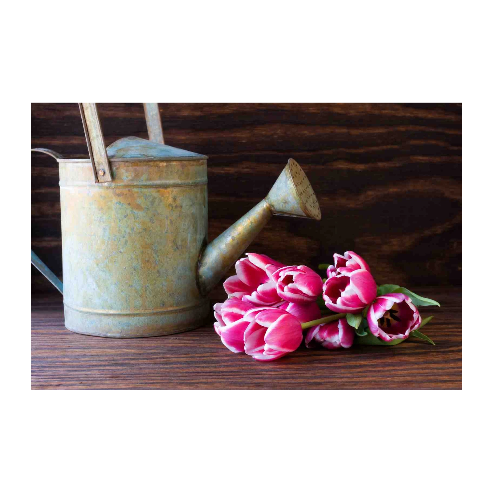 Vintage Watering Can & Tulips Wall Art