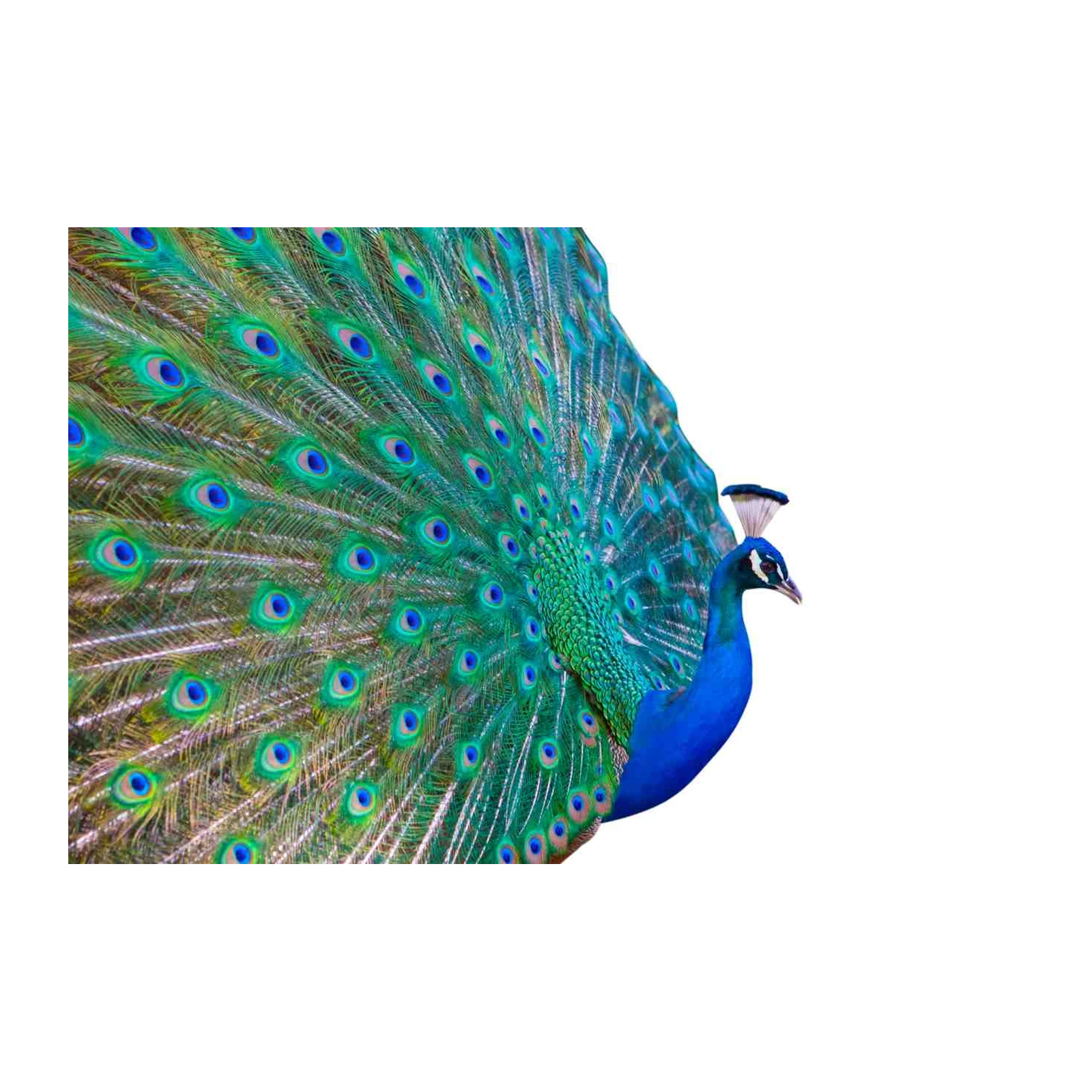 Majestic Peacock Feather Display Wall Art