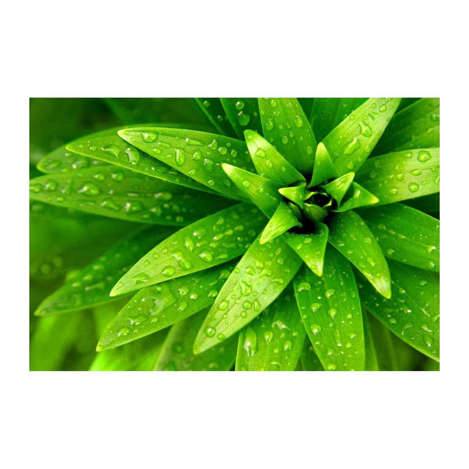 Lush Green Leaves Dew Drops Wall Art