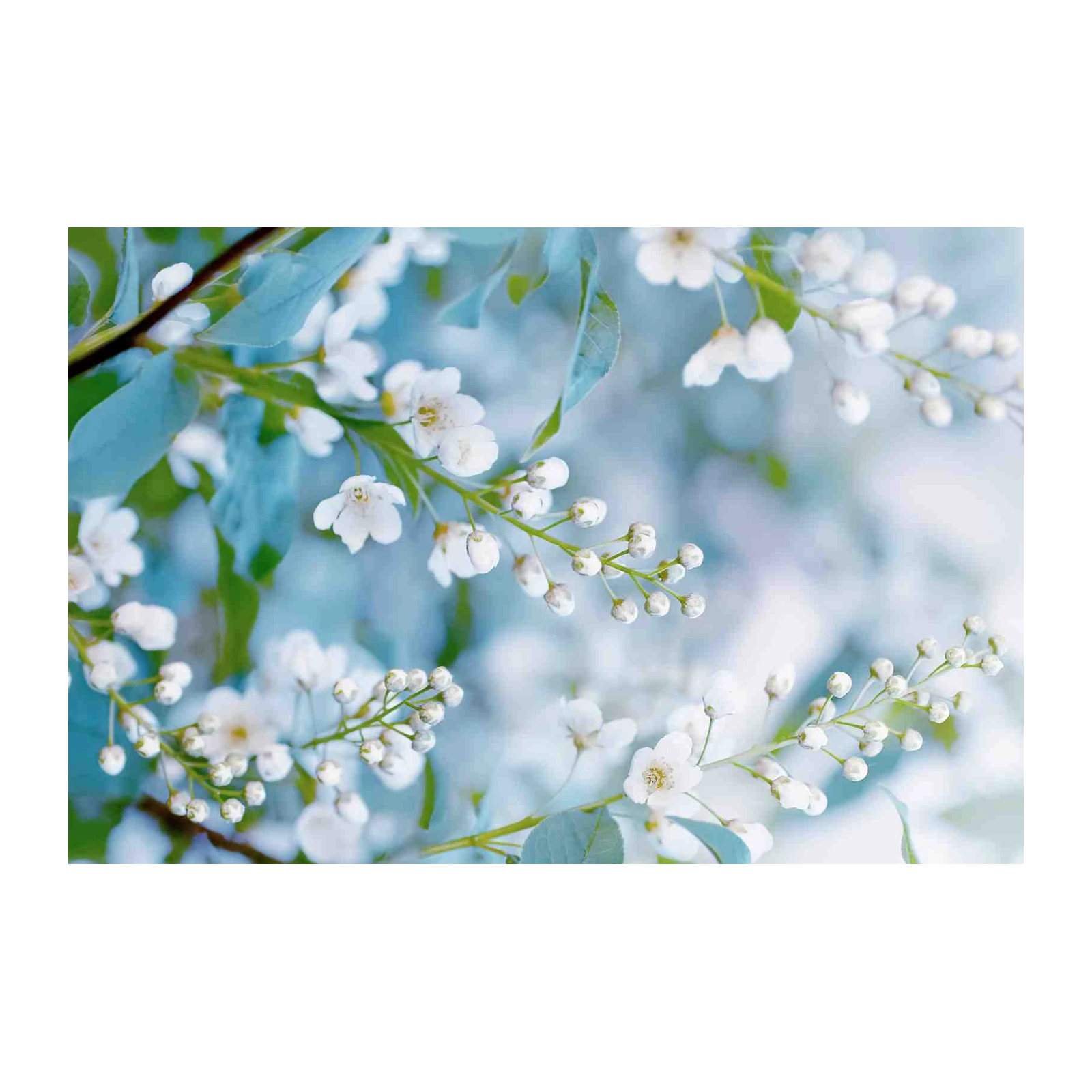 Spring Blossom Delicate White Flower Wall Art