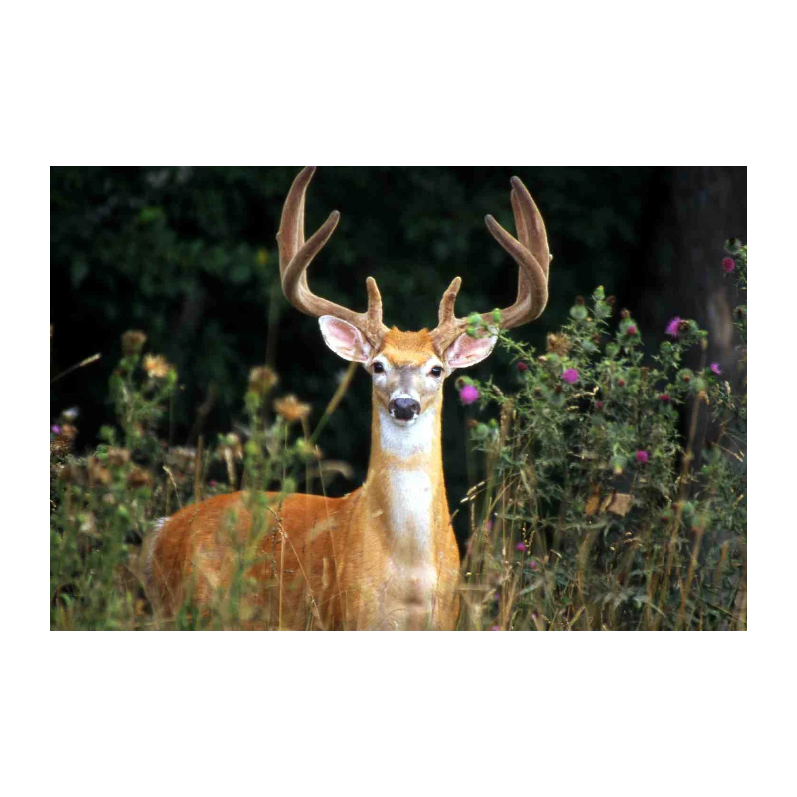 Majestic Stag in Thistle Field Wall Art