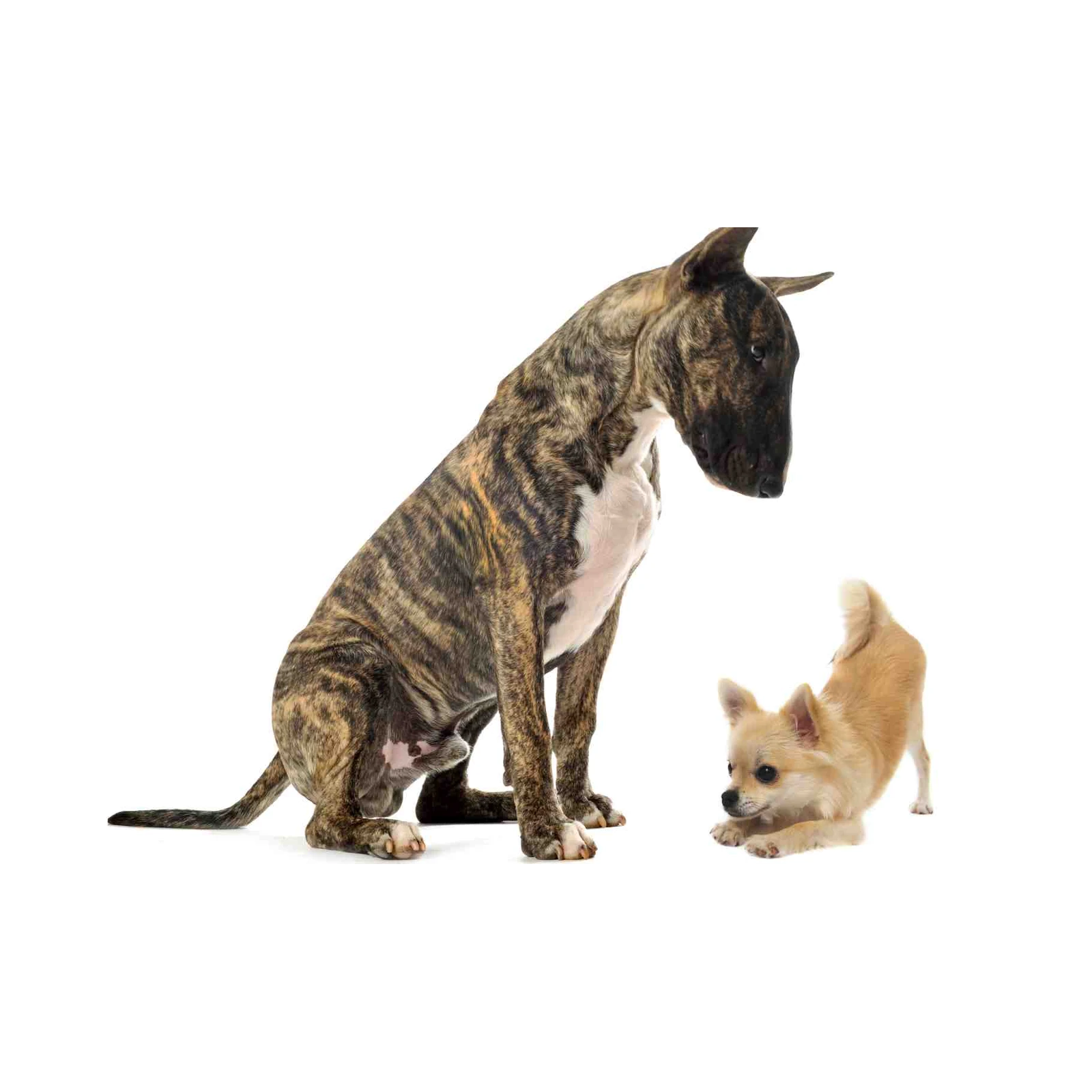 Playful Bull Terrier & Chihuahua Duo Wall Art