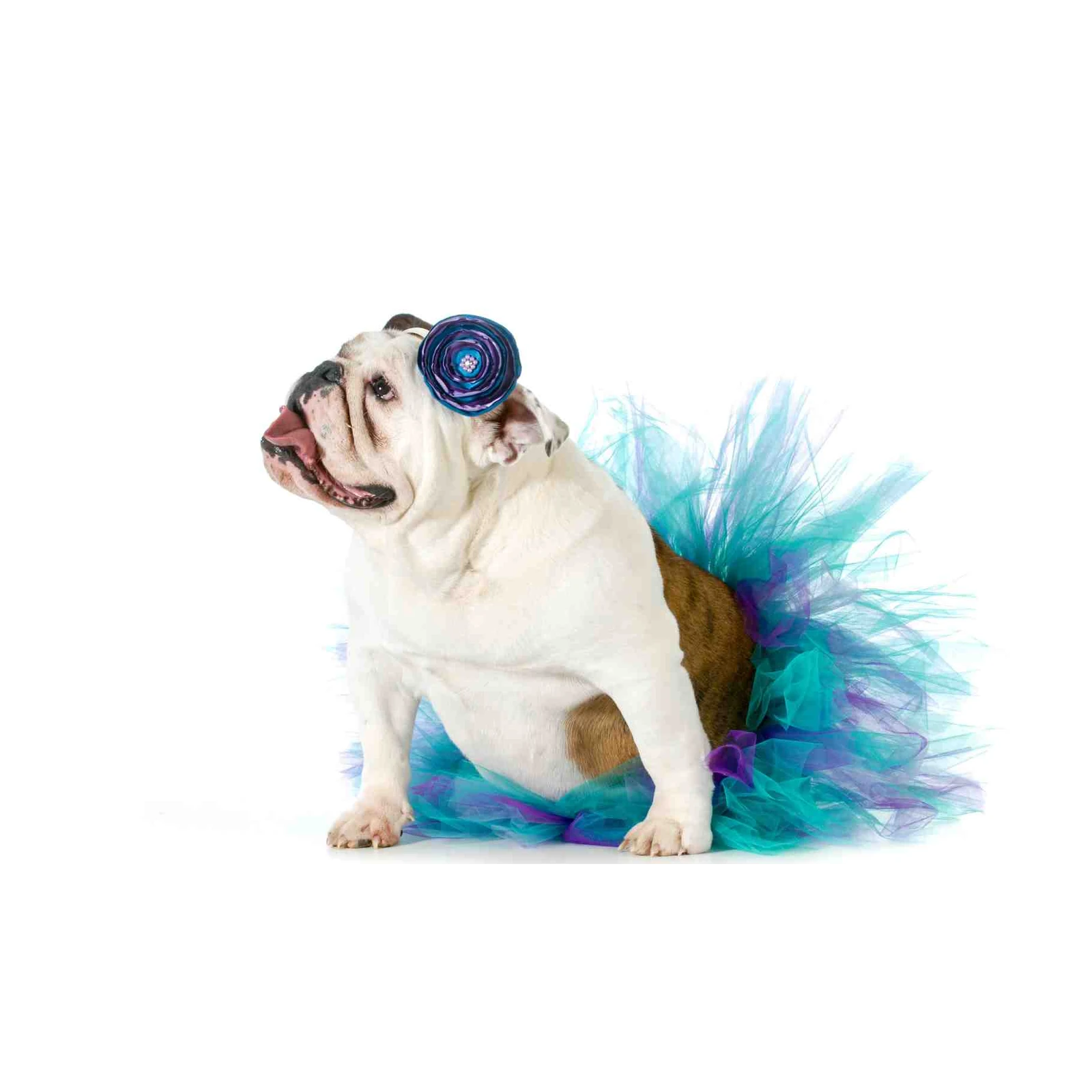 Adorable Bulldog in Tutu Wall Art