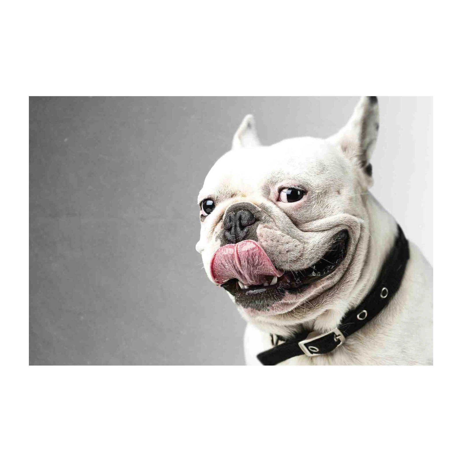 Playful French Bulldog Tongue Out Wall Art