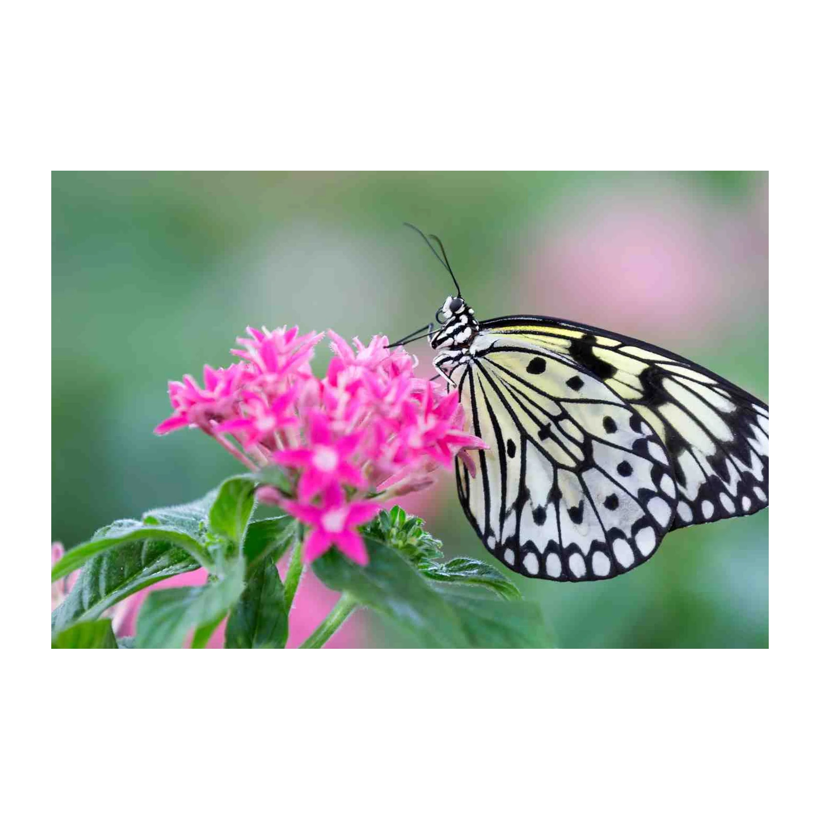 Serene Butterfly & Pink Flowers Wall Art