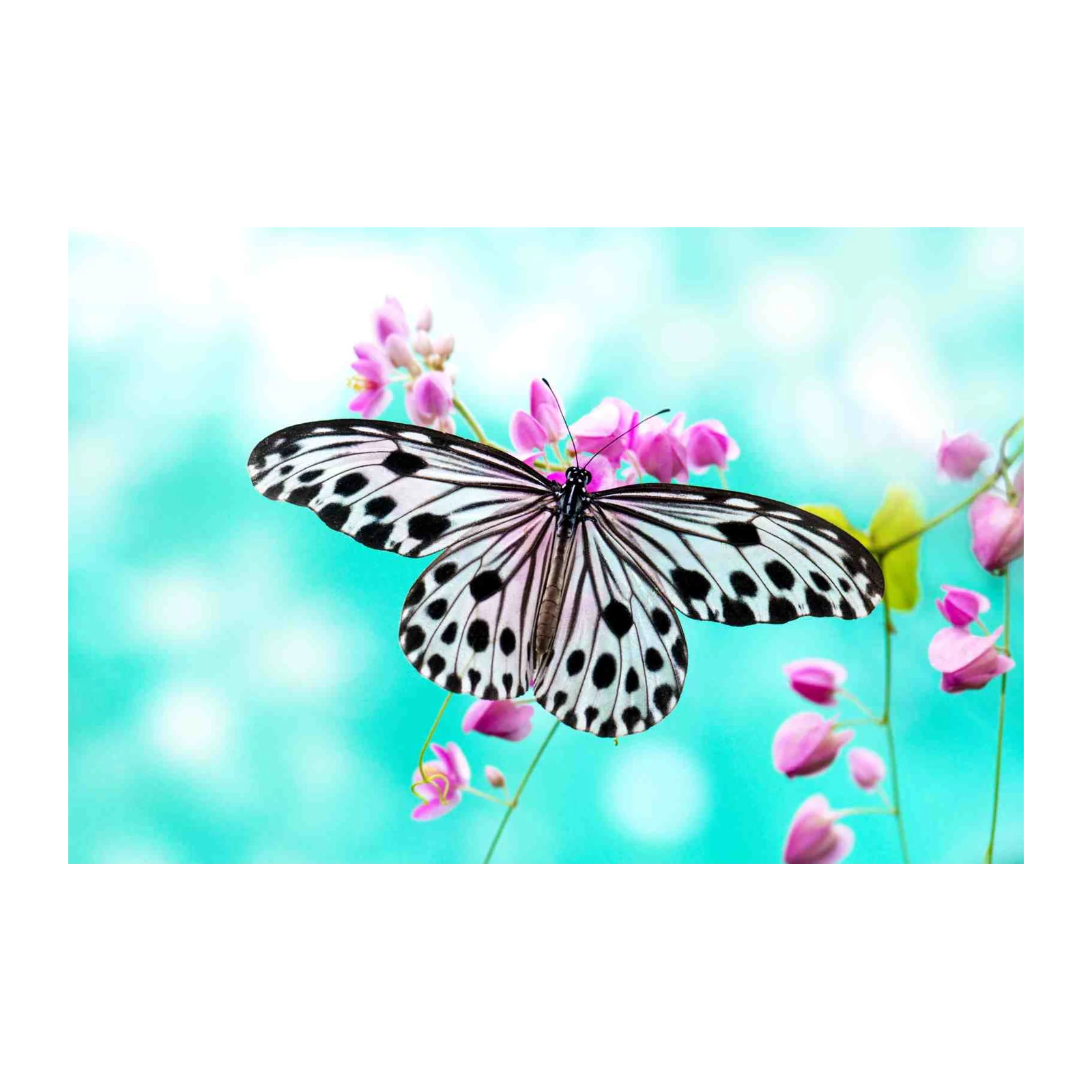 Elegant Butterfly Nature Art Wall Art