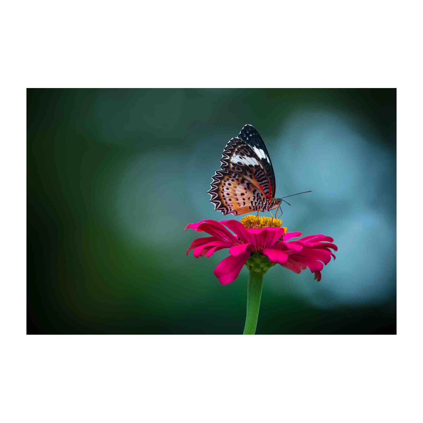 Vibrant Butterfly & Pink Flower Wall Art