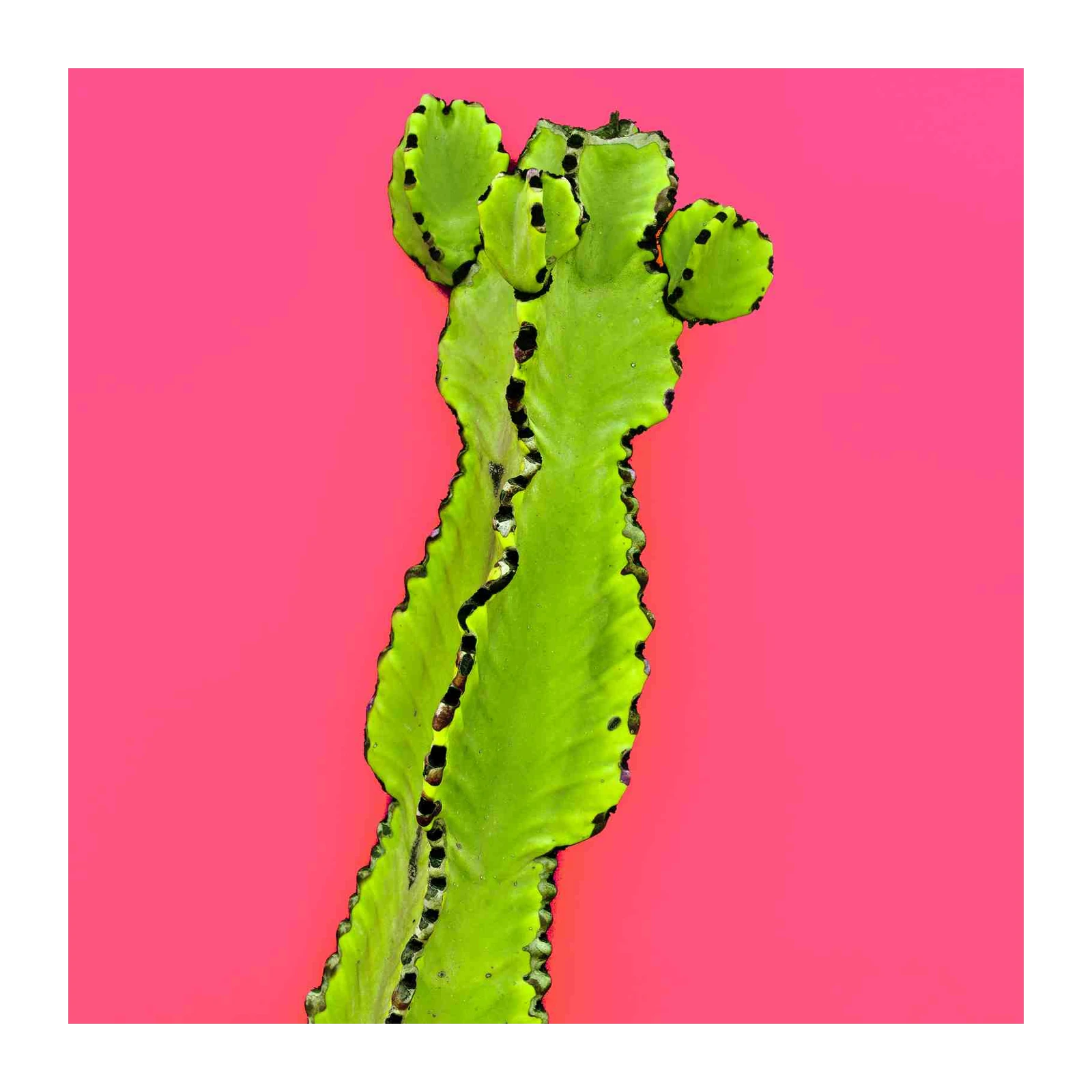 Vibrant Cactus Pop Art Wall Art