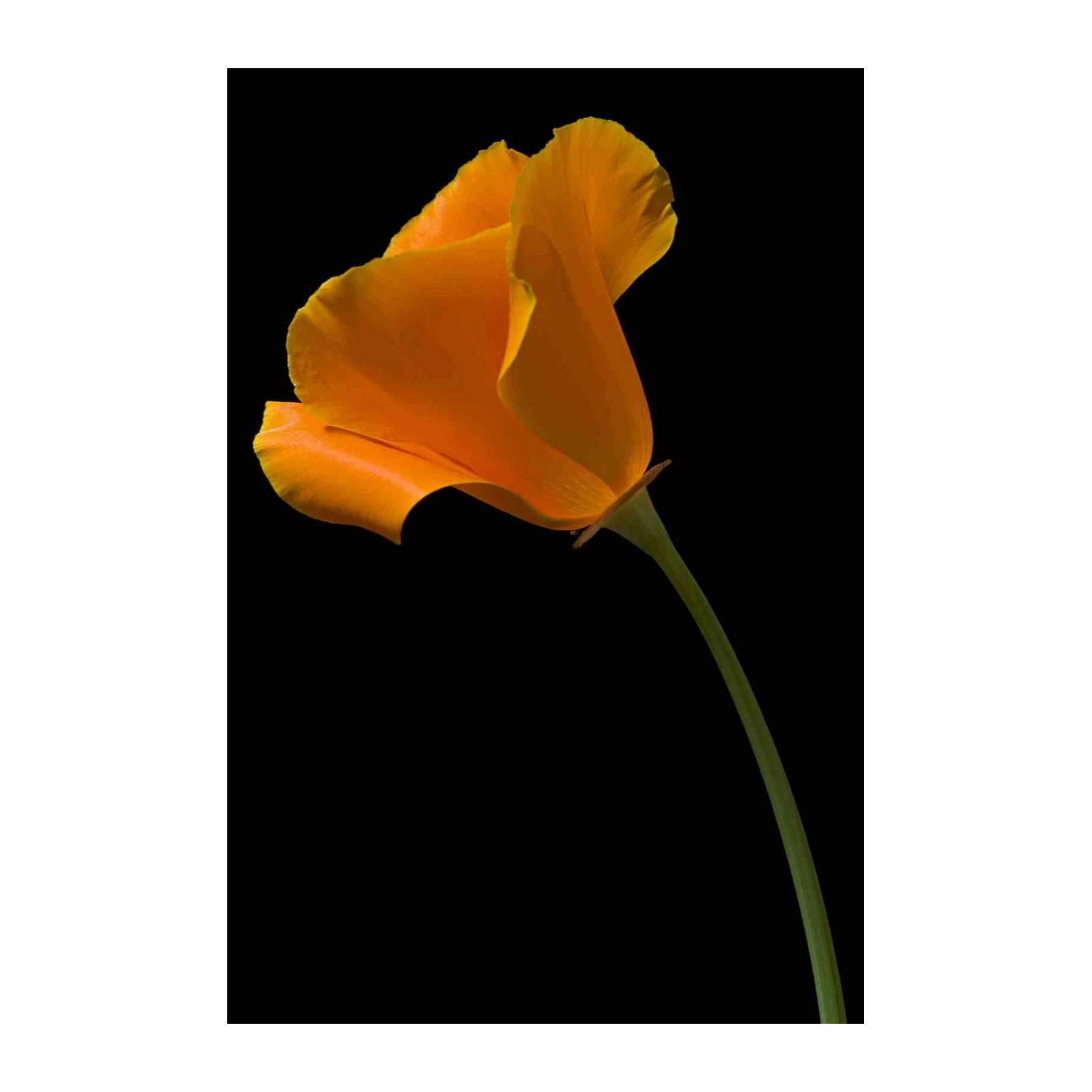 Vibrant Orange California Poppy Wall Art