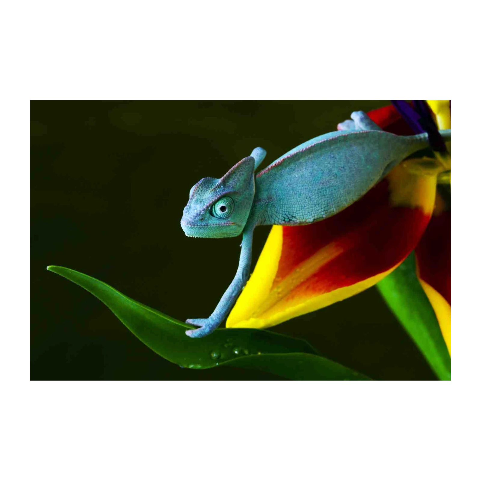 Vibrant Chameleon on Flower Wall Art