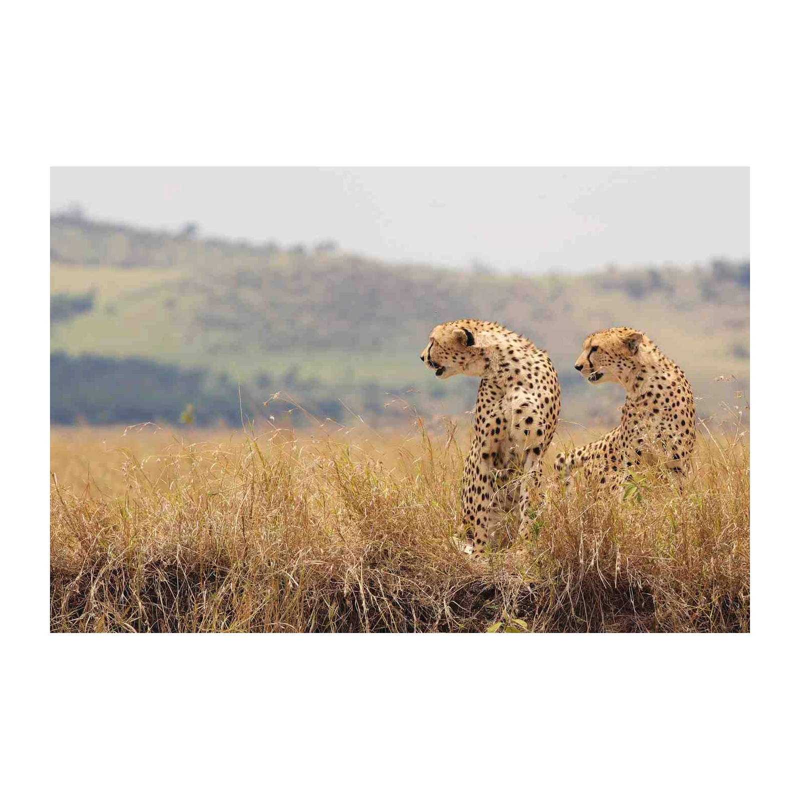 Majestic Cheetah Pair Savannah Wall Art