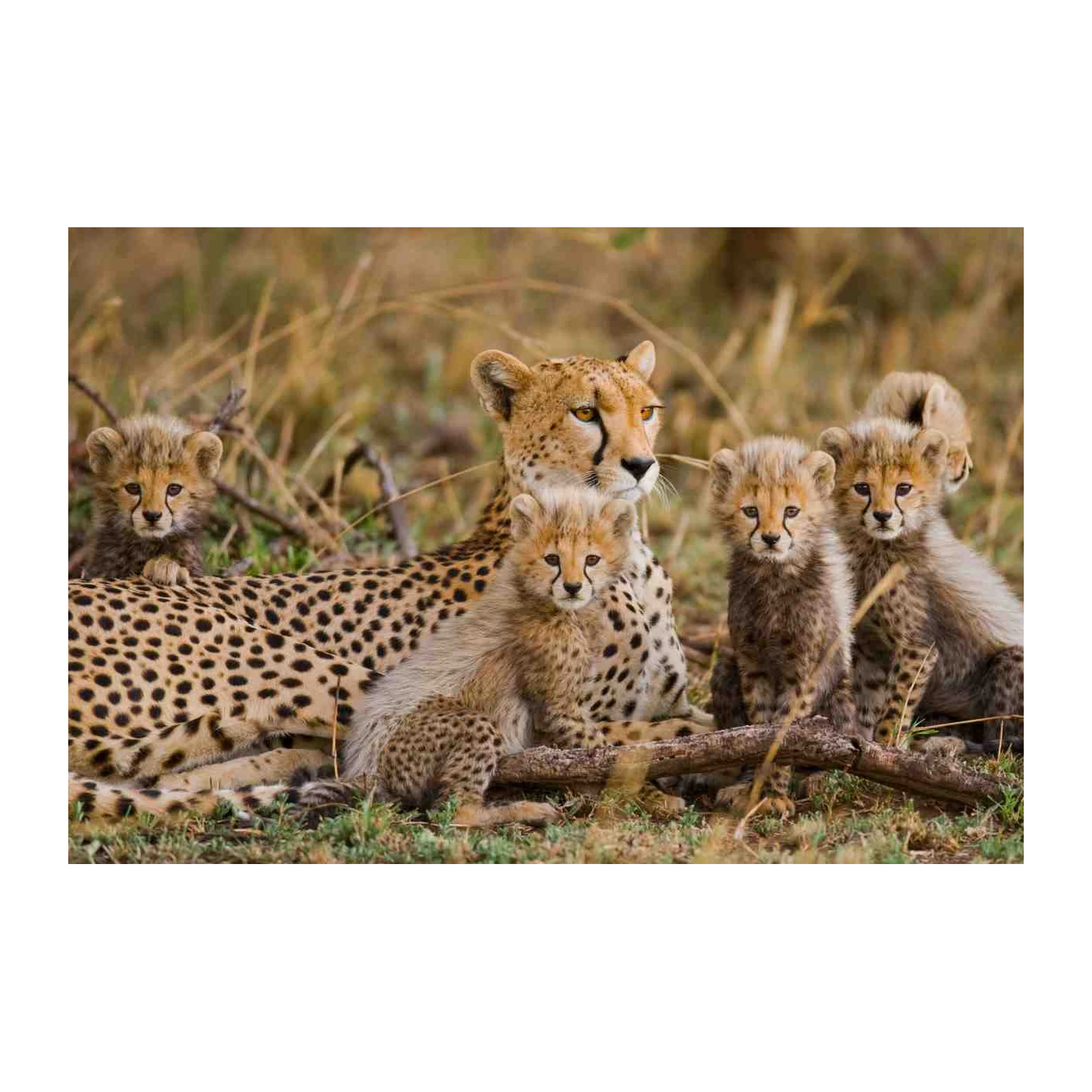 Majestic Cheetah Cubs & Mother Wall Art